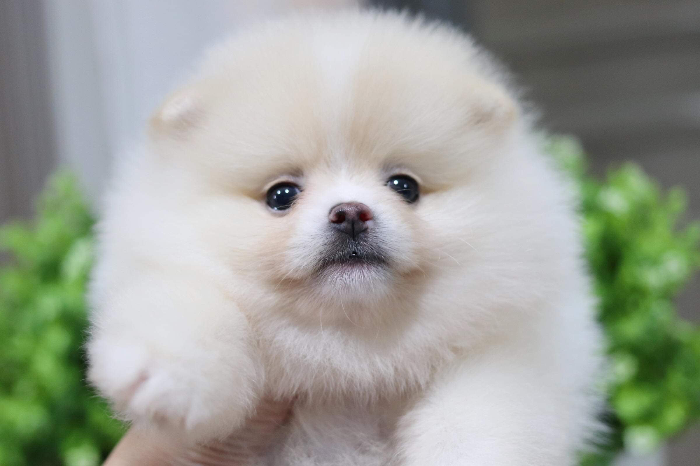 ปอมเมอเรเนียน เพศเมีย