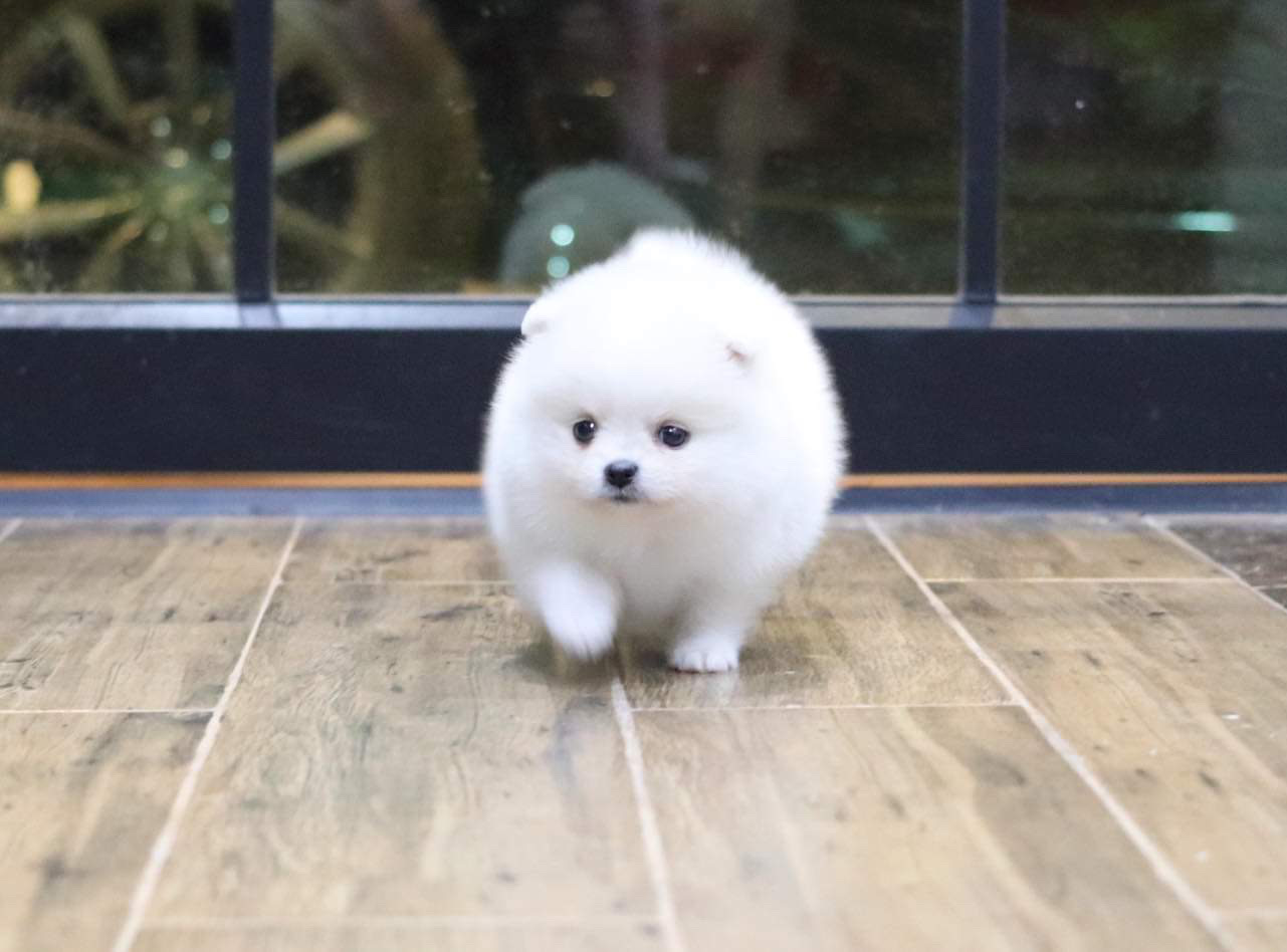 ปอมเมอเรเนียน เพศเมีย