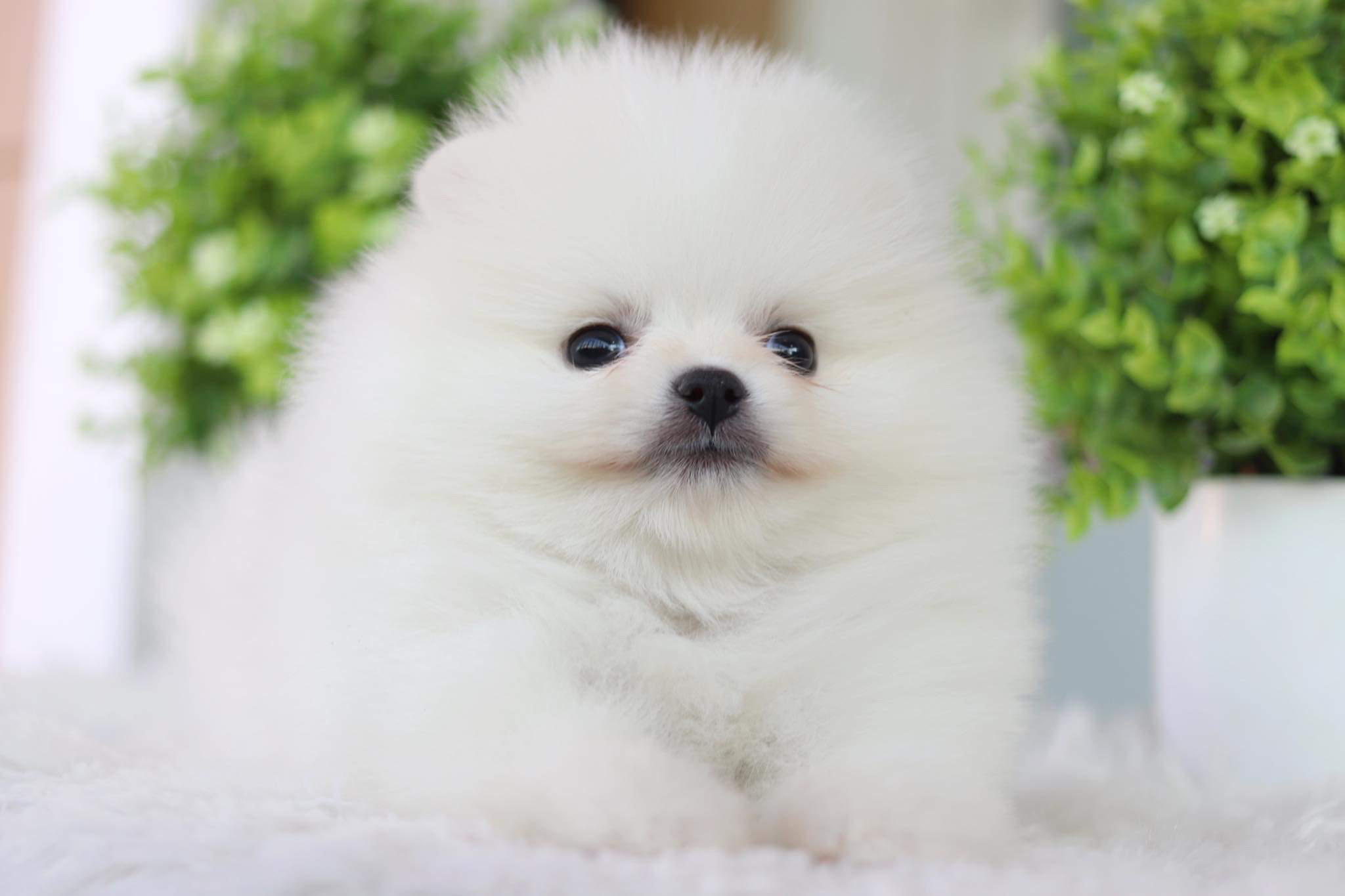 ปอมเมอเรเนียน เพศผู้