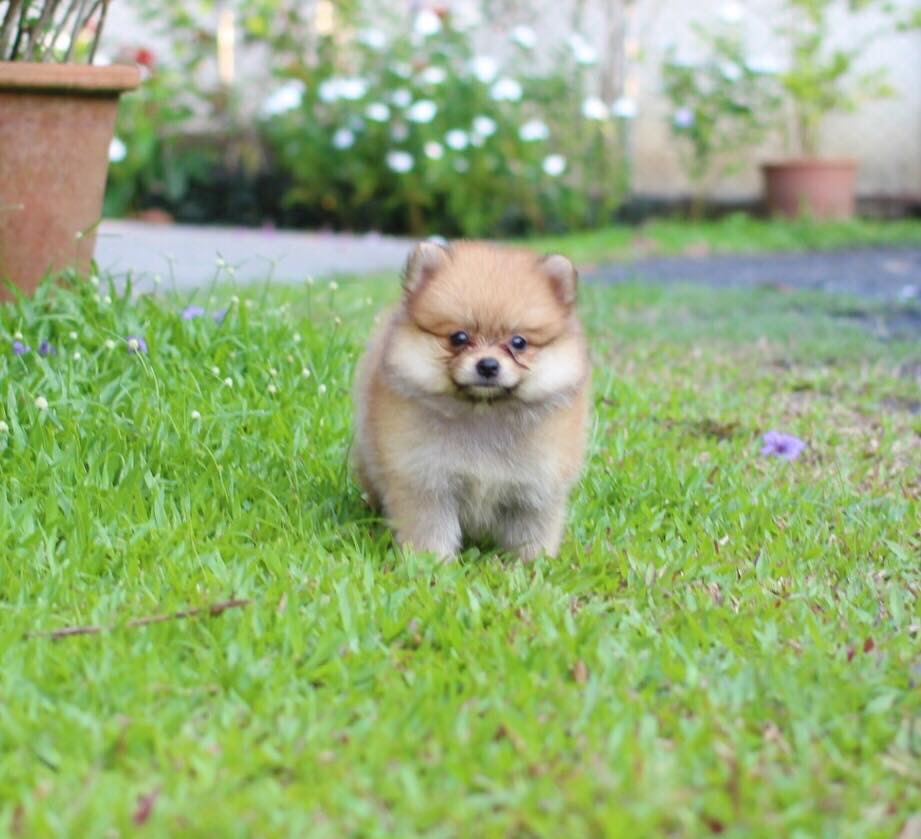 ปอมเมอเรเนียน เพศเมีย