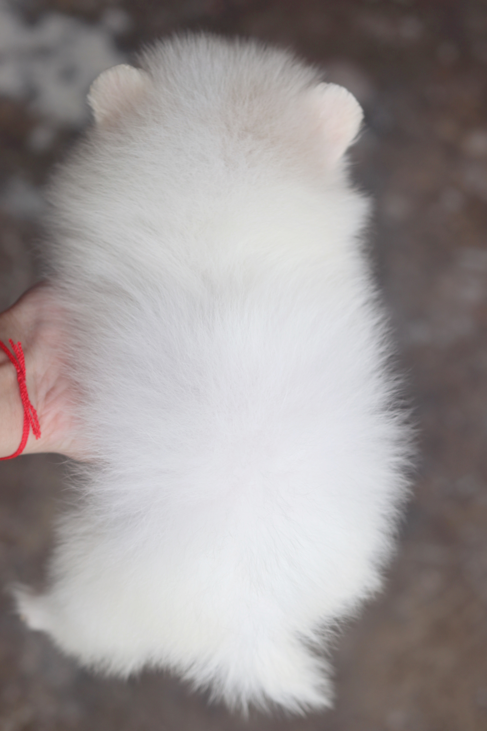 ปอมเมอเรเนียน เพศผู้ สีขาวครีม