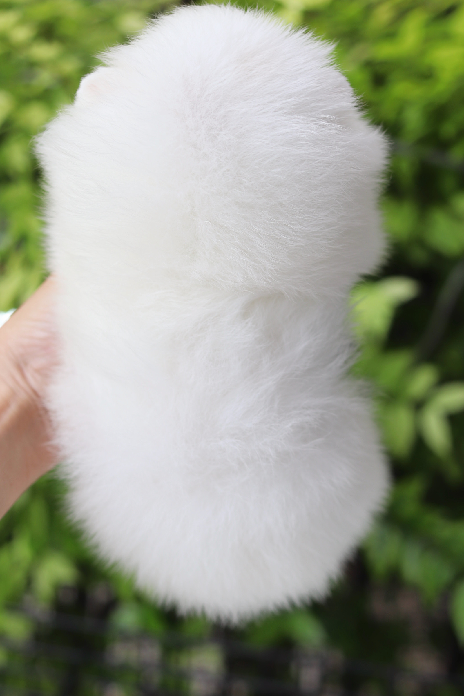 ปอมเมอเรเนียน เพศผู้ สีขาว เกรดโชว์