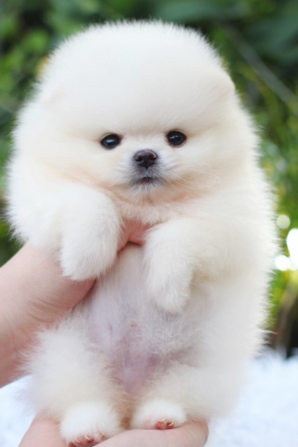 ปอมเมอเรเนียน เพศเมียสีขาวครีม เกรดโชว์