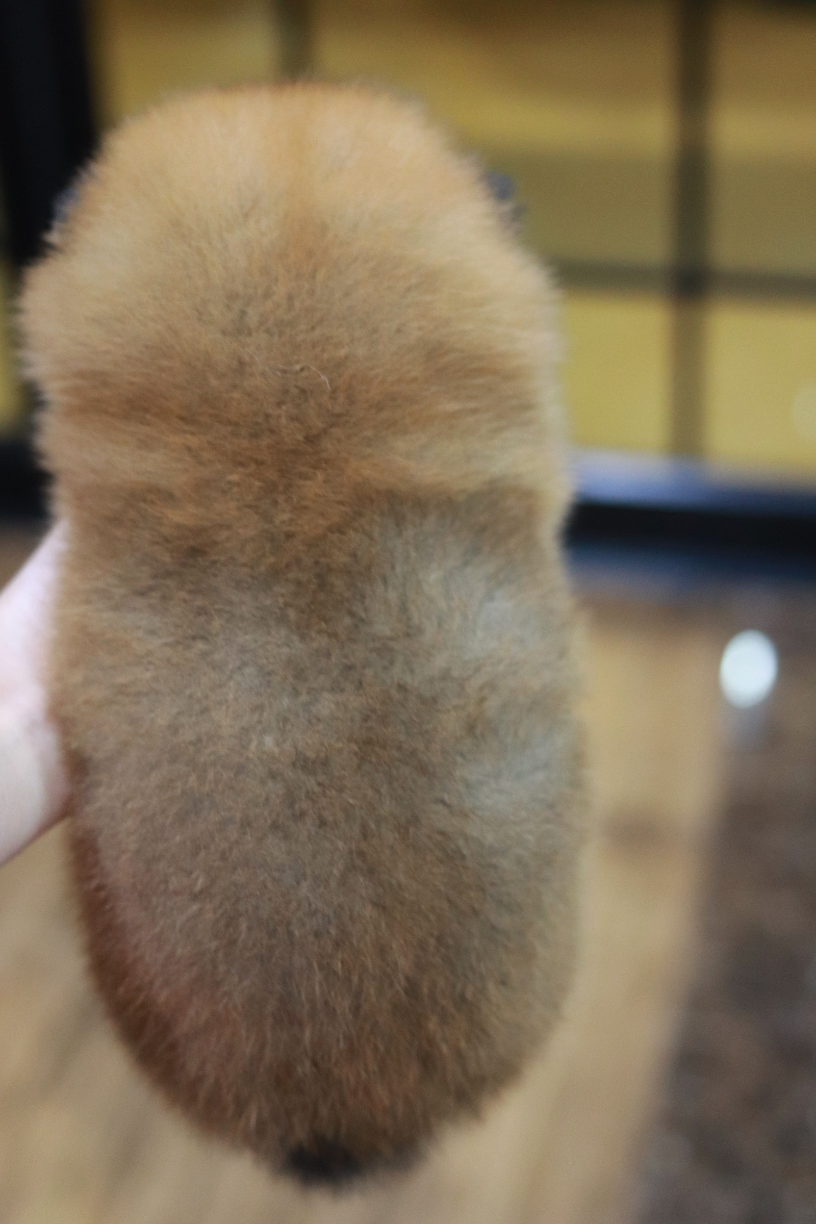 ปอมเมอเรเนียน เพศผู้ สีส้ม