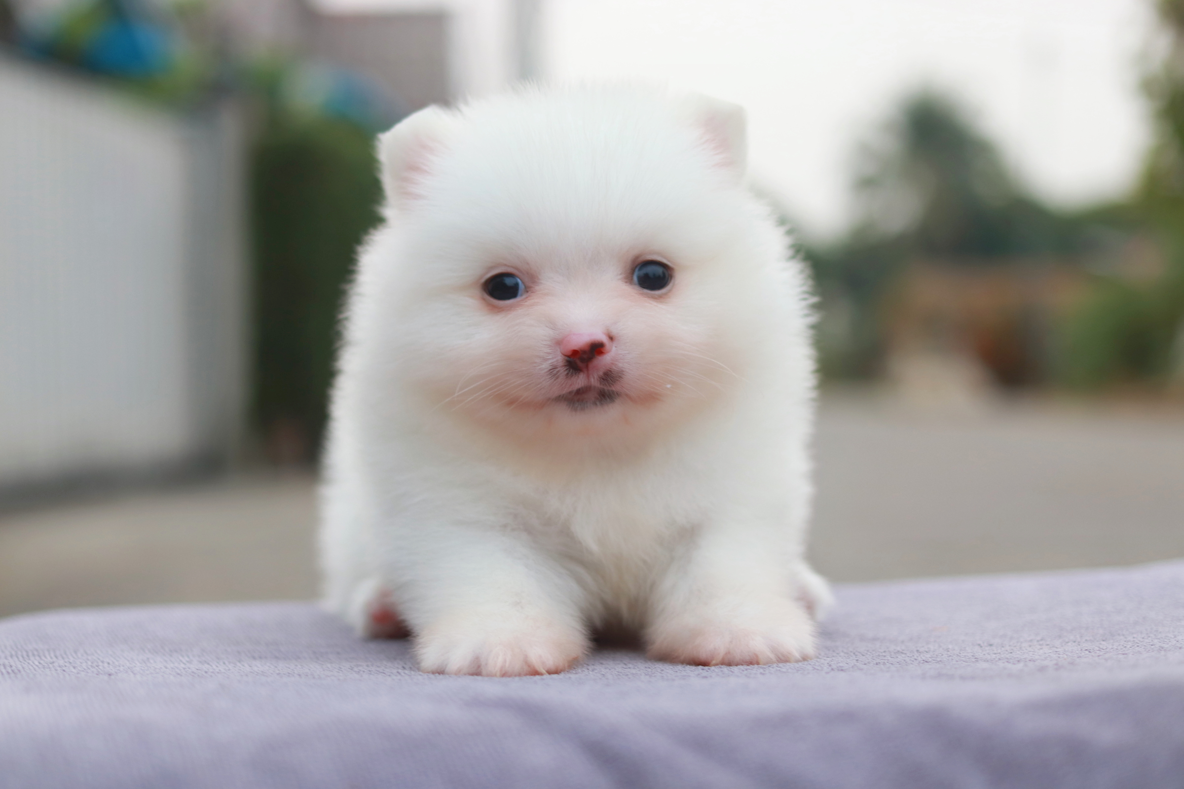 ปอมเมอเรเนียน เพศผู้ เกรดเลี้ยงเล่นหน้าฟ็อก