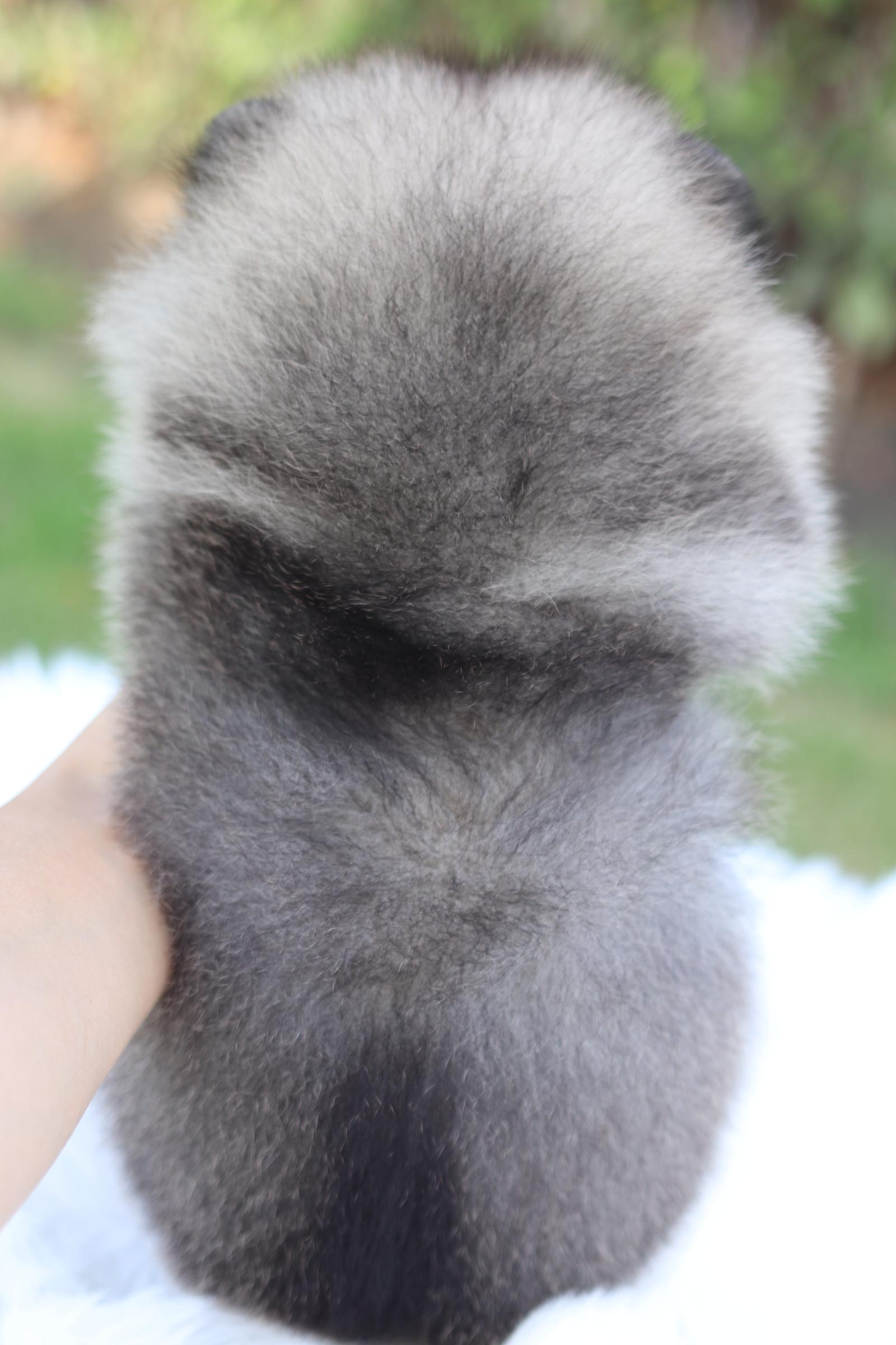 ปอมเมอเรเนียน เพศผู้ สีส้มเซเบิ้ล