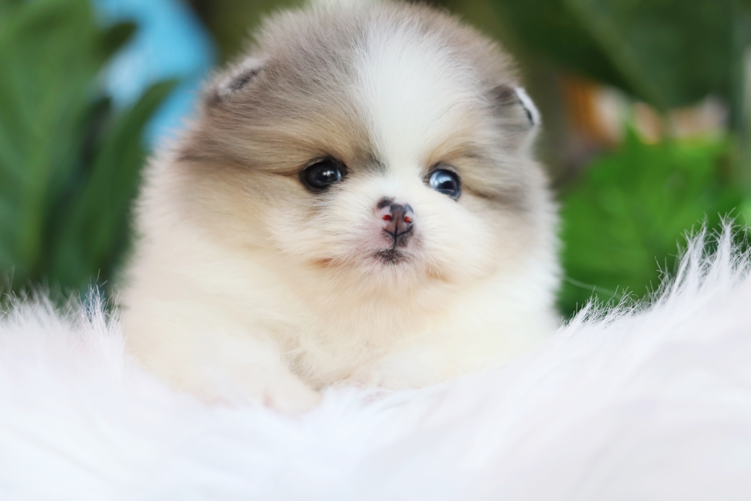 ปอมเมอเรเนียน เพศเมีย แฟนซีบลูเมอร์เร่