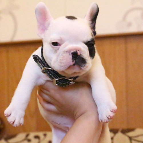 เด็กชายอาร์ก้า หน้าตาน่ารัก โครงสร้างสวย อายุ2เดือน