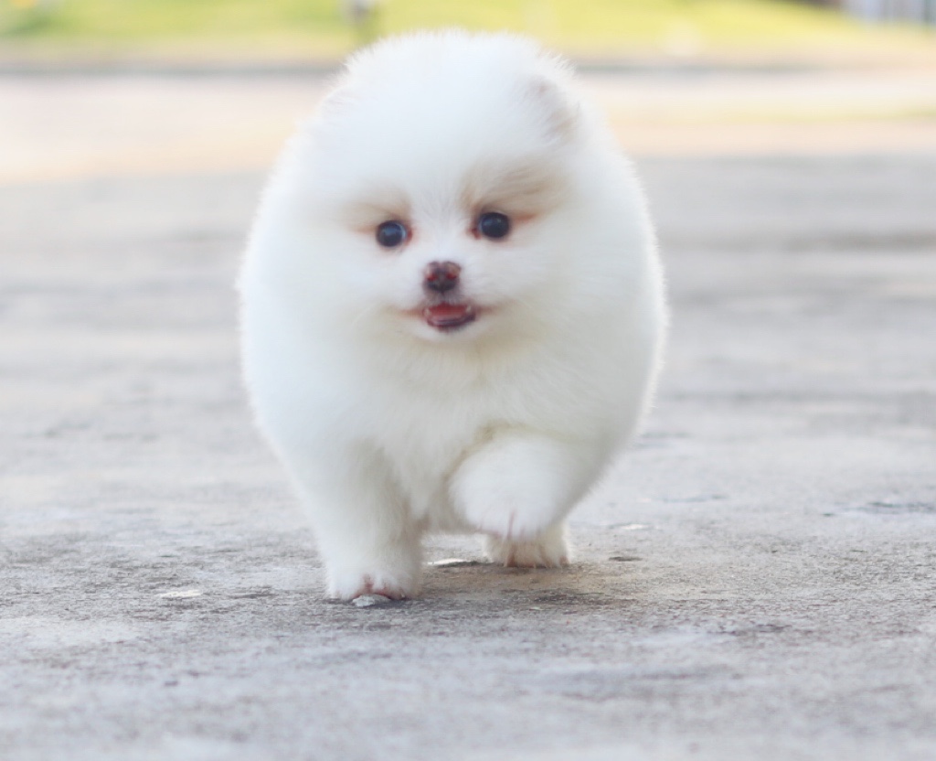 ปอมเมอเรเนียน เพศเมียสีขาวครีม