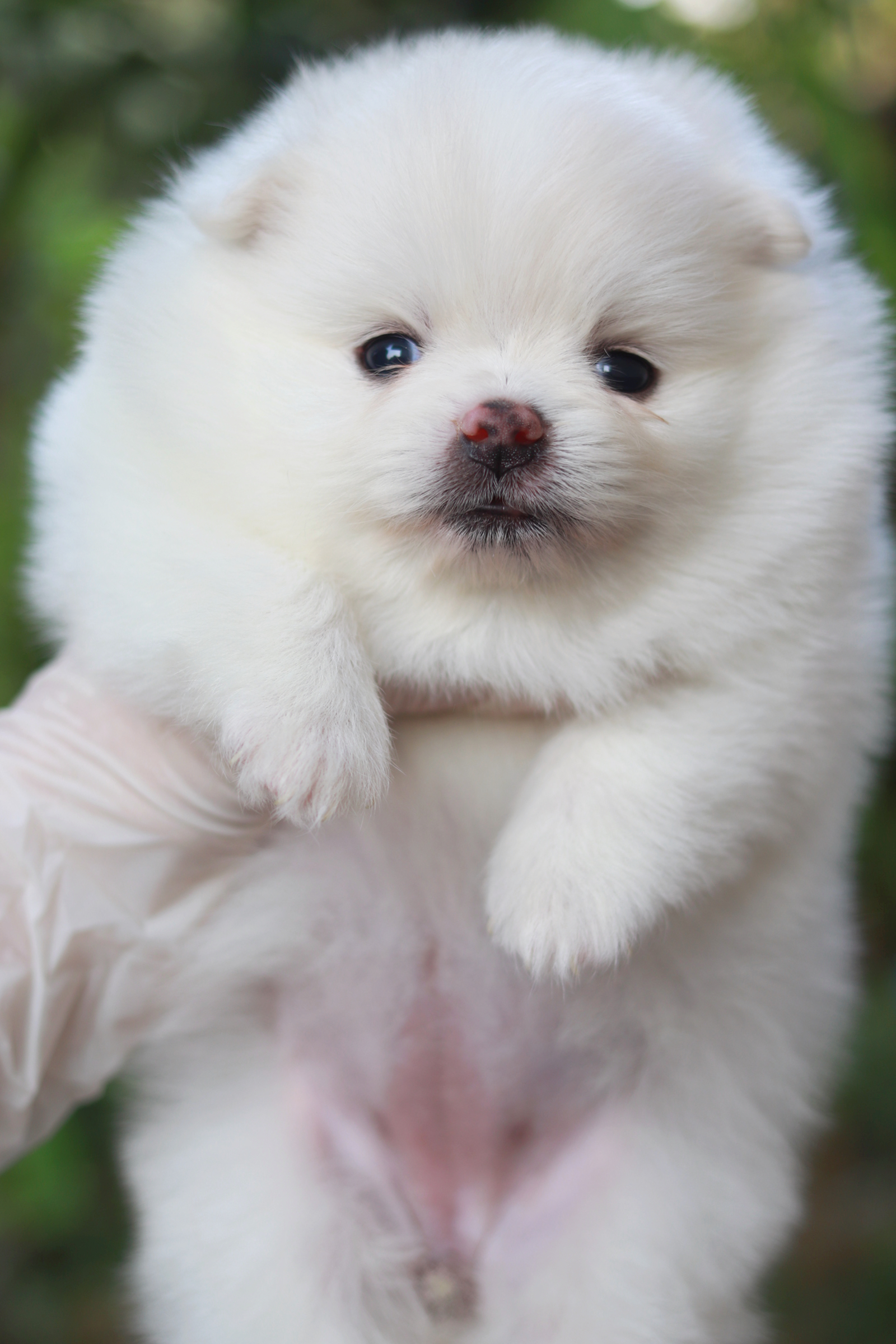 ปอมเมอเรเนียน เพศเมียขาว