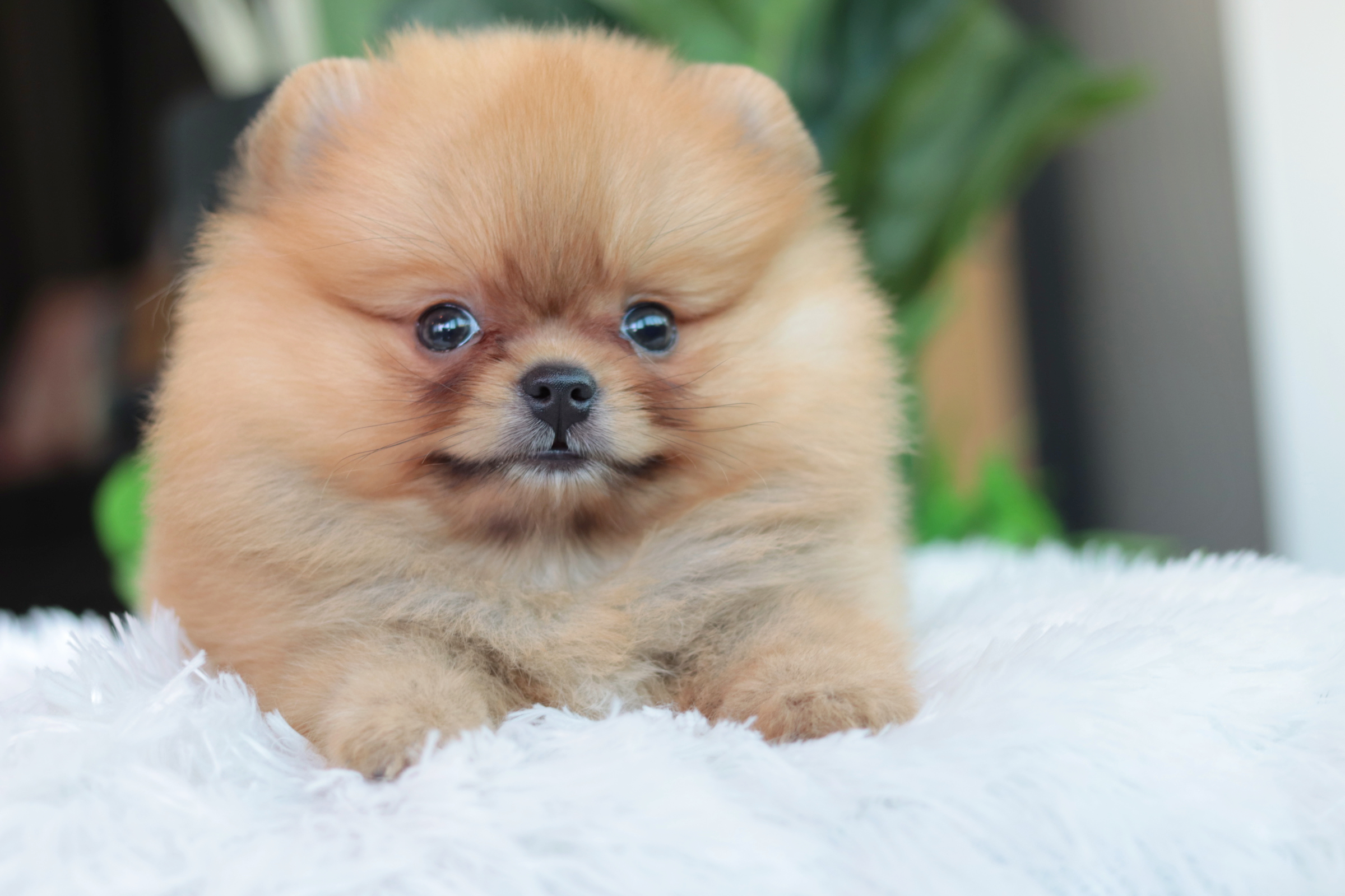 ปอมเมอเรเนียน เพศเมียสีส้ม