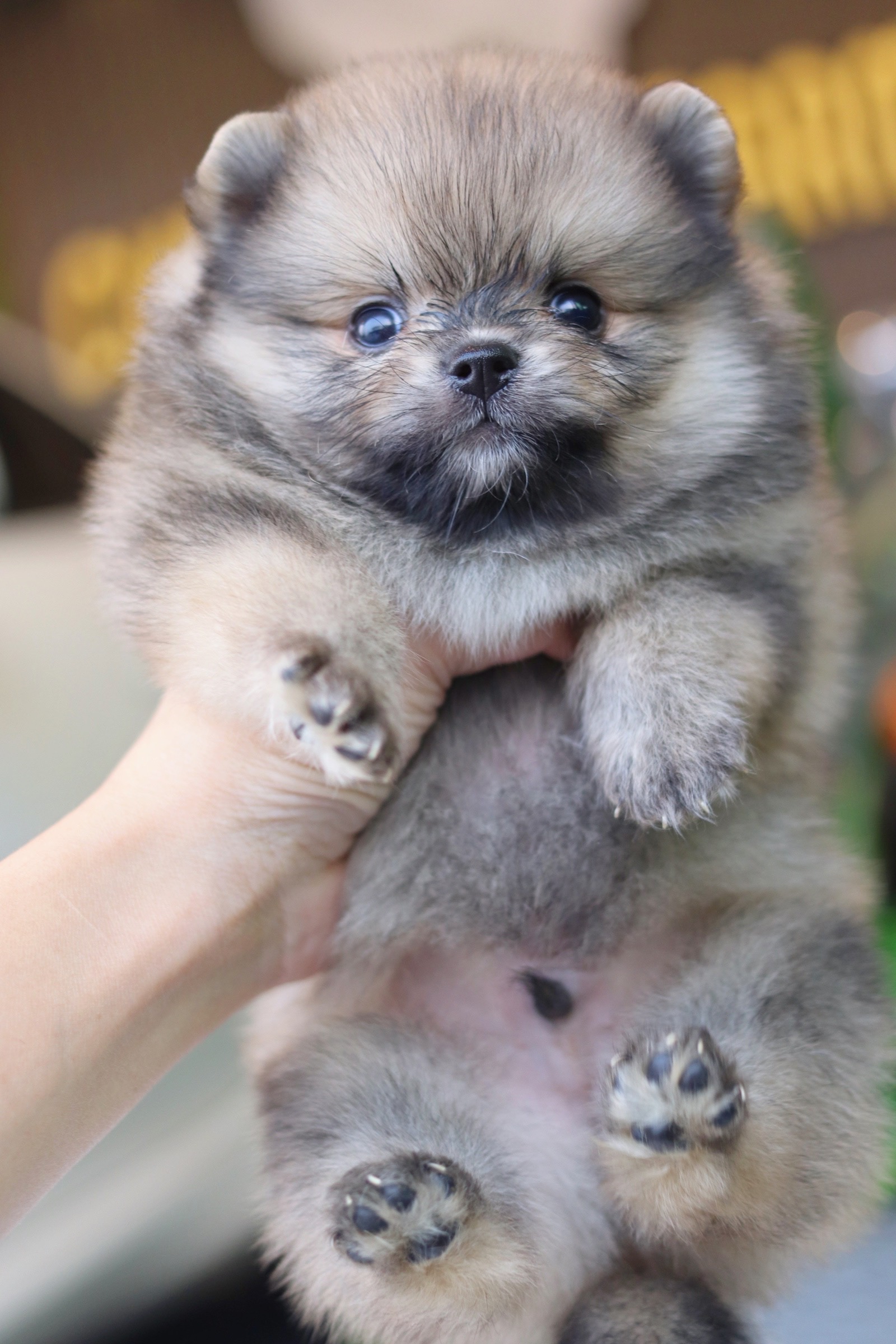 ปอมเมอเรเนียน เพศผู้ สีส้ม