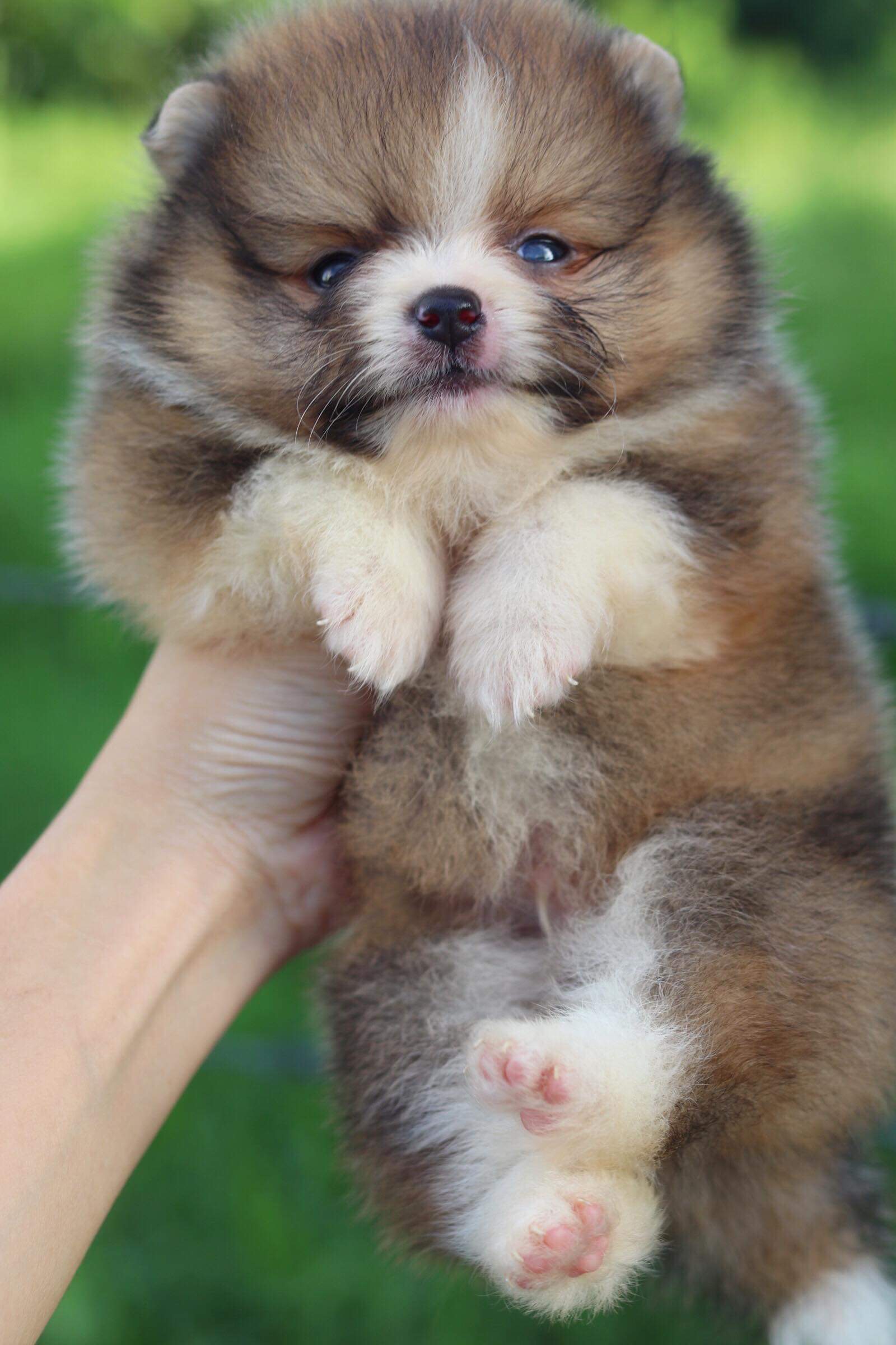 ปอมเมอเรเนียน เพศผู้