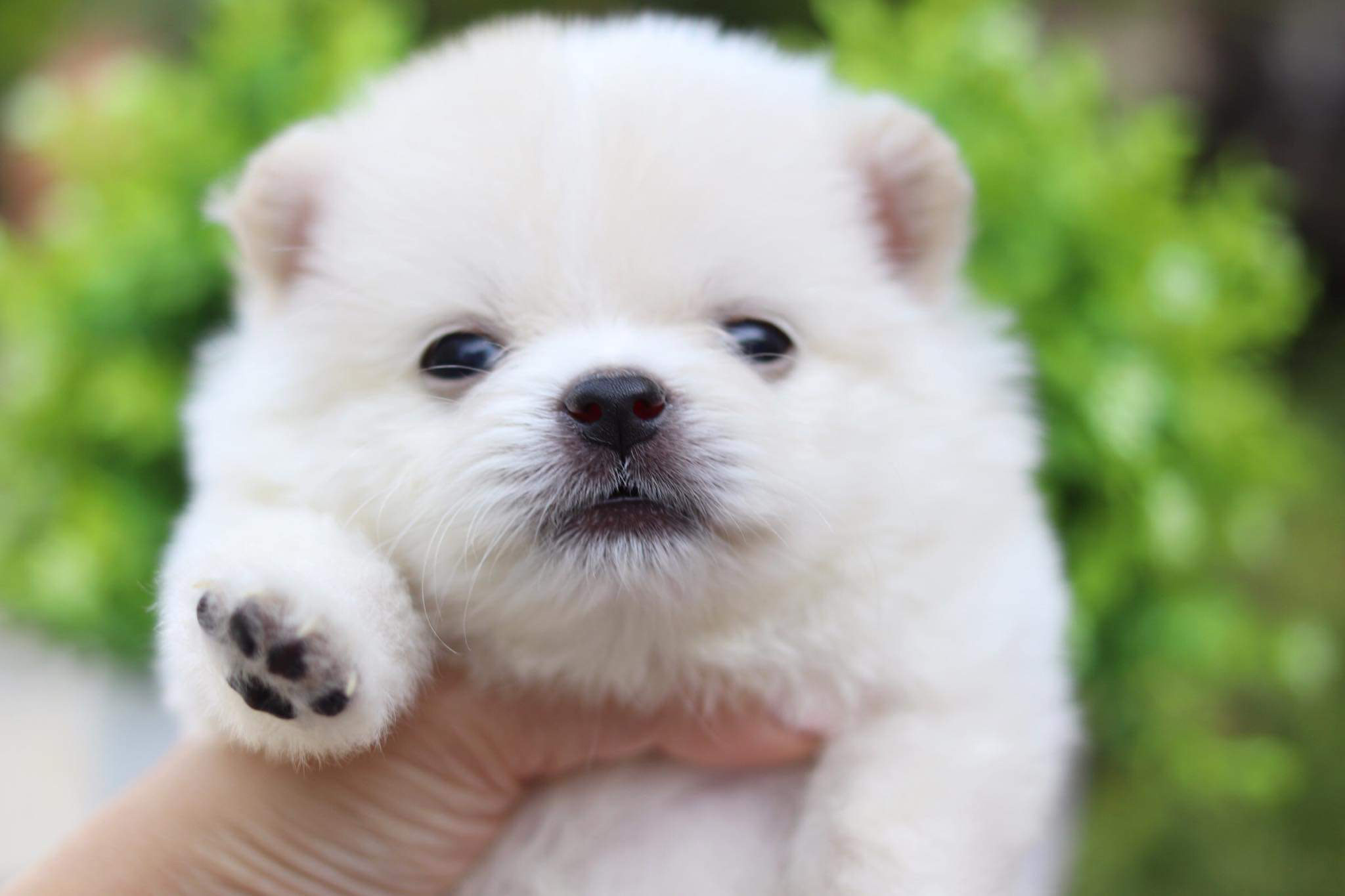 ปอมเมอเรเนียน เพศผู้