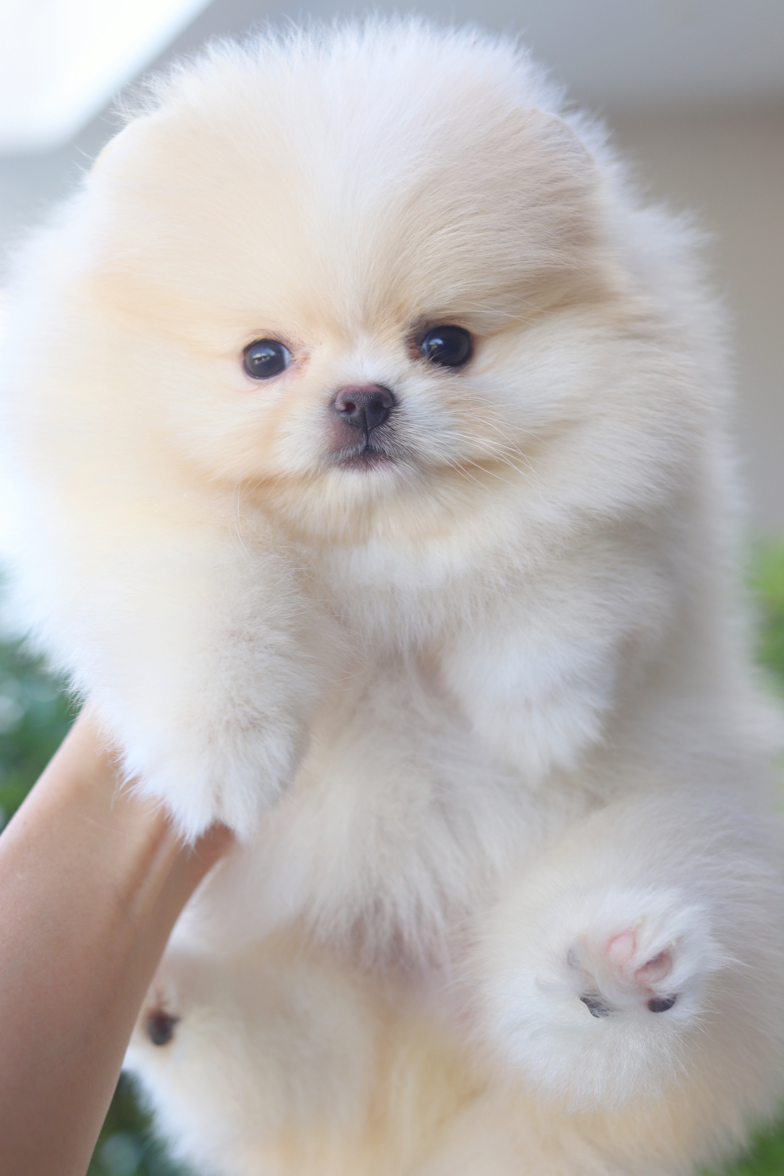 ปอมเมอเรเนียน เพศเมียสีครีม