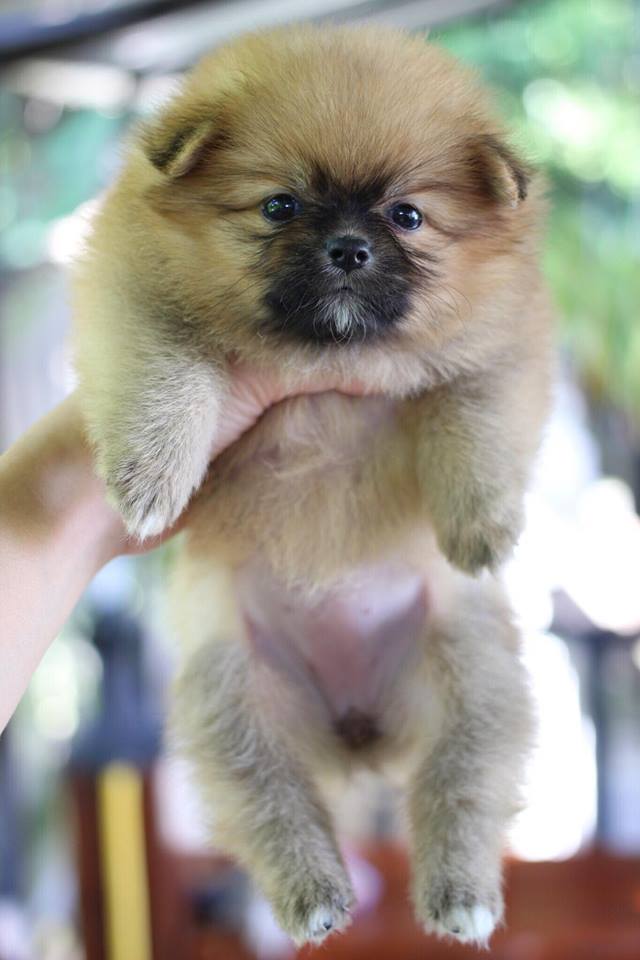 ปอมเมอเรเนียน เพศเมีย