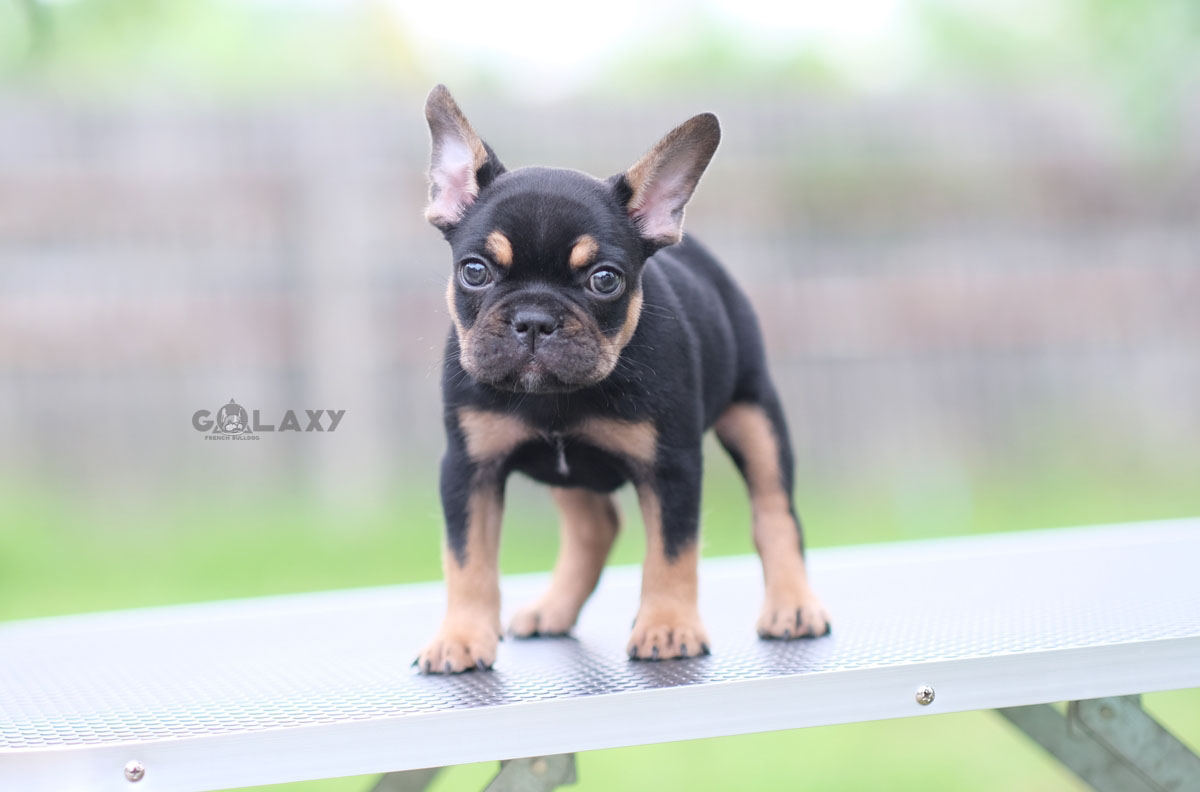 เพศผู้สี Black tan ตัวสีดำเงา มีคิ้ว มีถุงเท้าสวย เวลาวิ่ง เวลาเดินดูมีเลเยอร์ สวยแบบมีเอกลักษณ์ สถานะพร้อมย้ายบ้าน, ได้รับการฉีดวัคซีนรวมป้องกัน5โรค ,092-991-8888