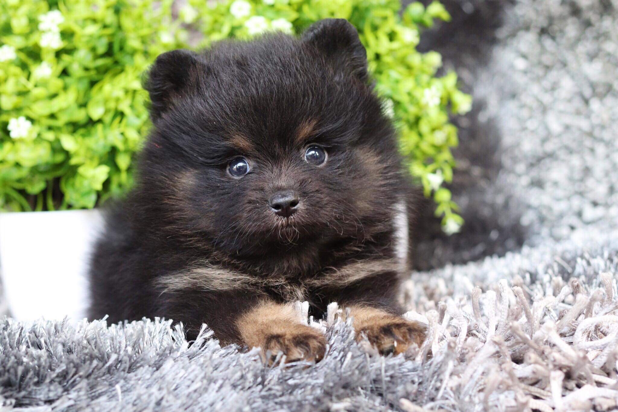 ปอมเมอเรเนียน เพศผู้