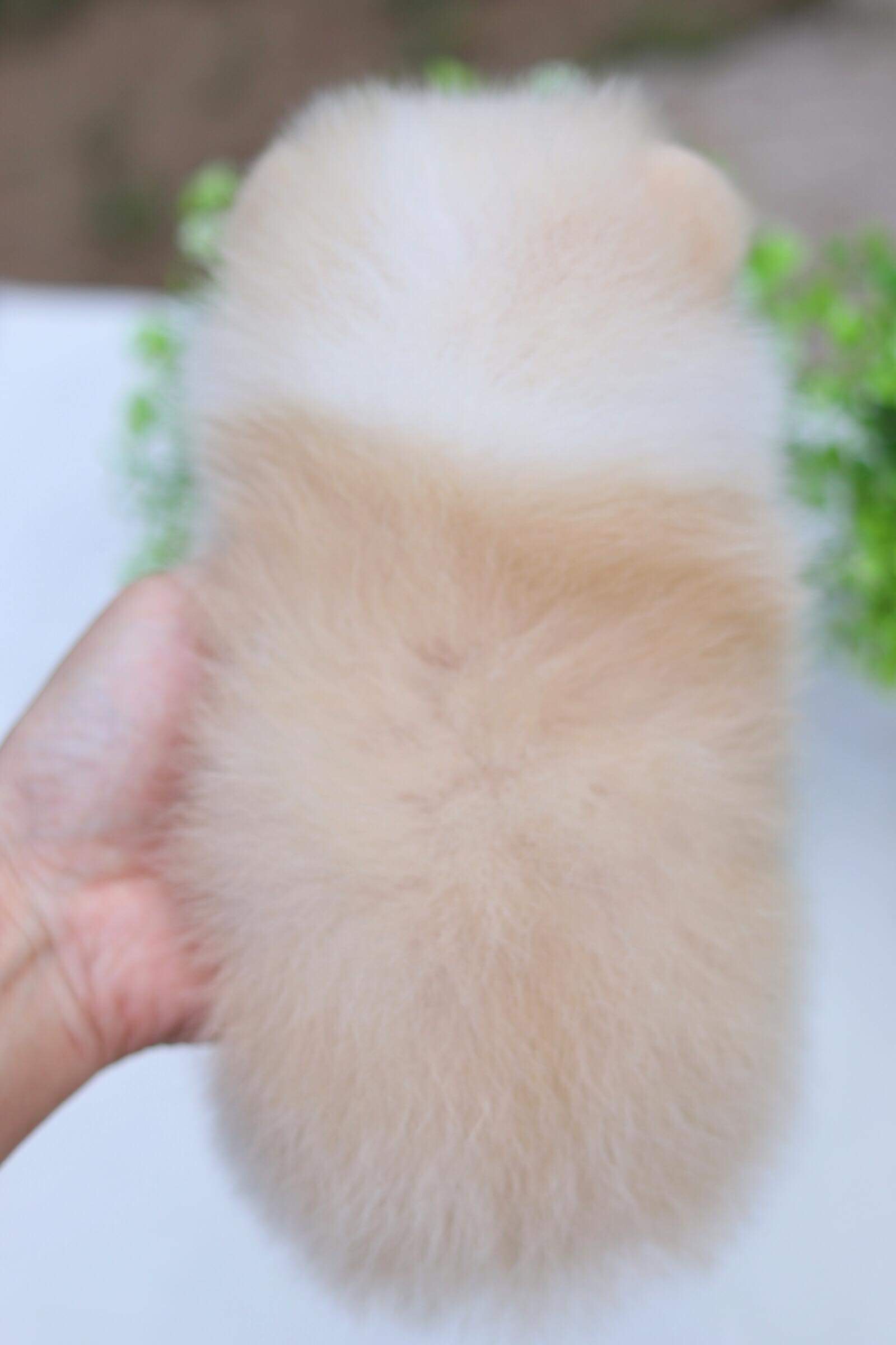 ปอมเมอเรเนียน เพศผู้