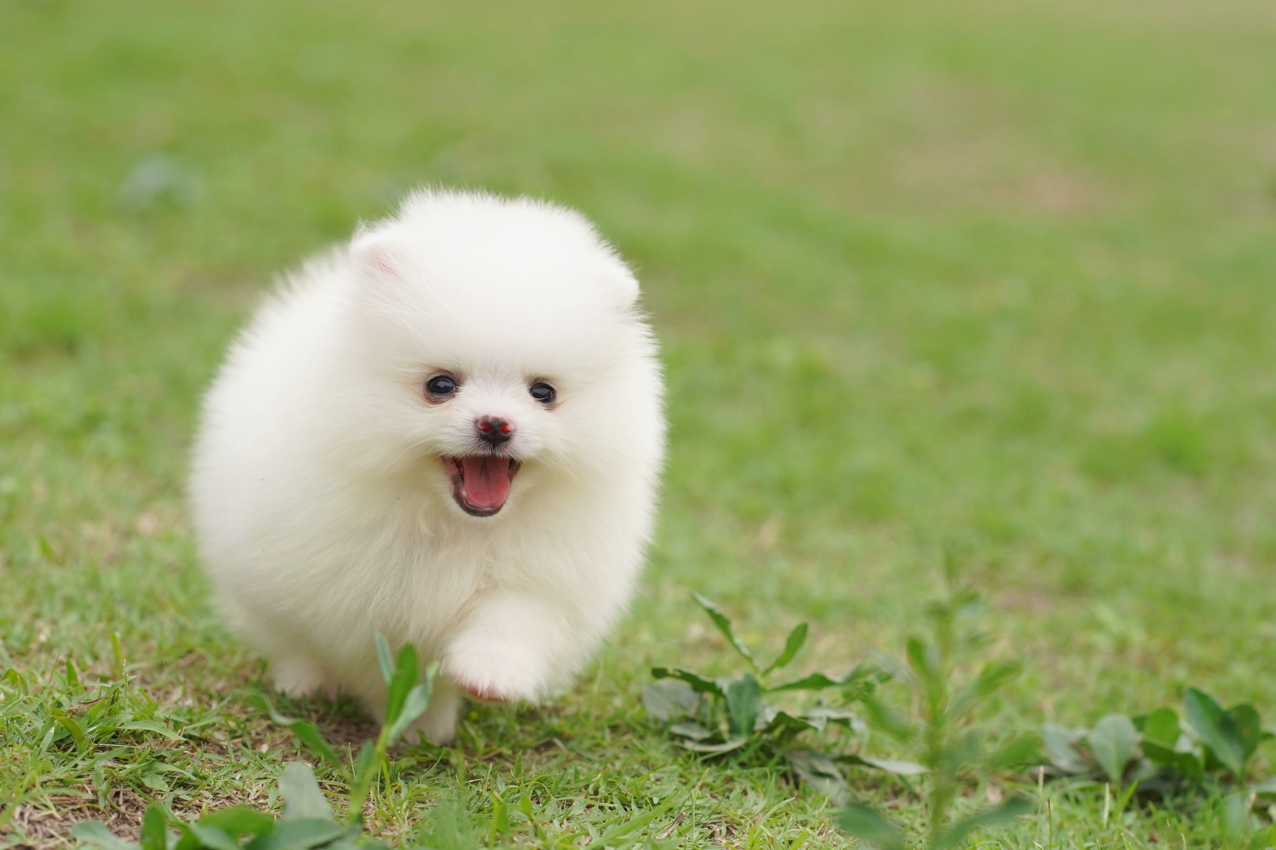 ปอมเมอเรเนียน เพศผู้ สีขาว