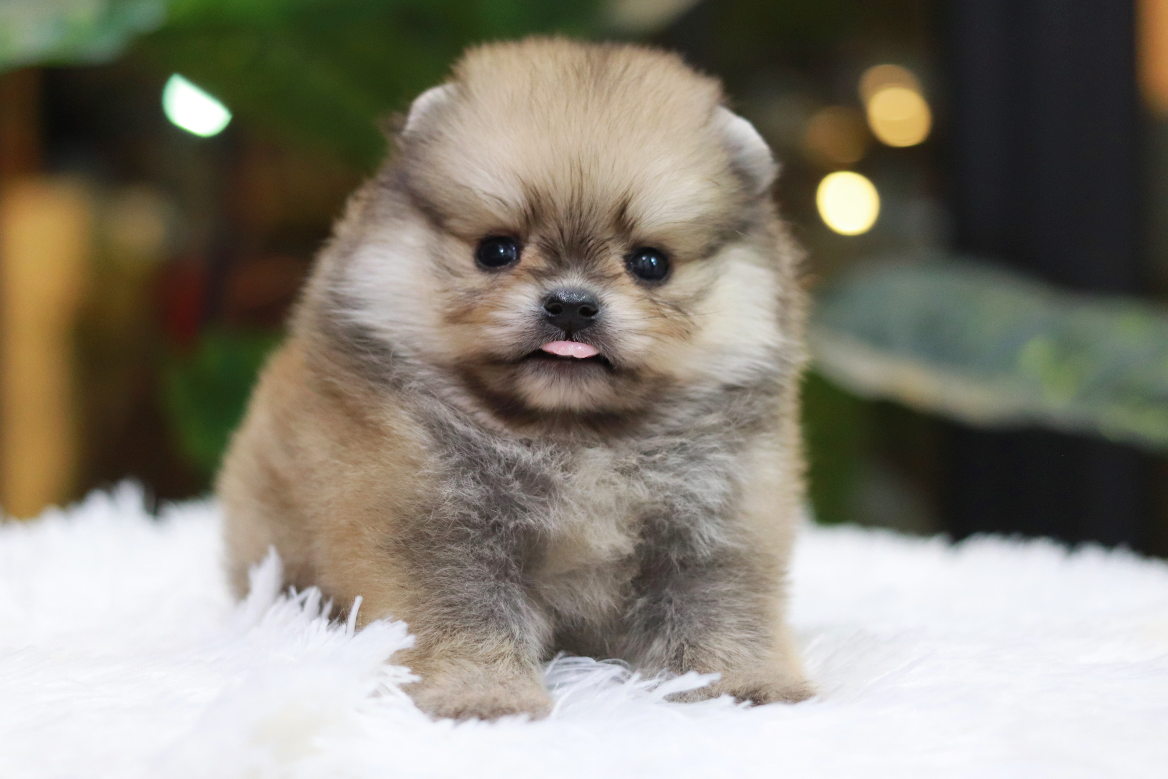 ปอมเมอเรเนียน เพศผู้ สีส้ม