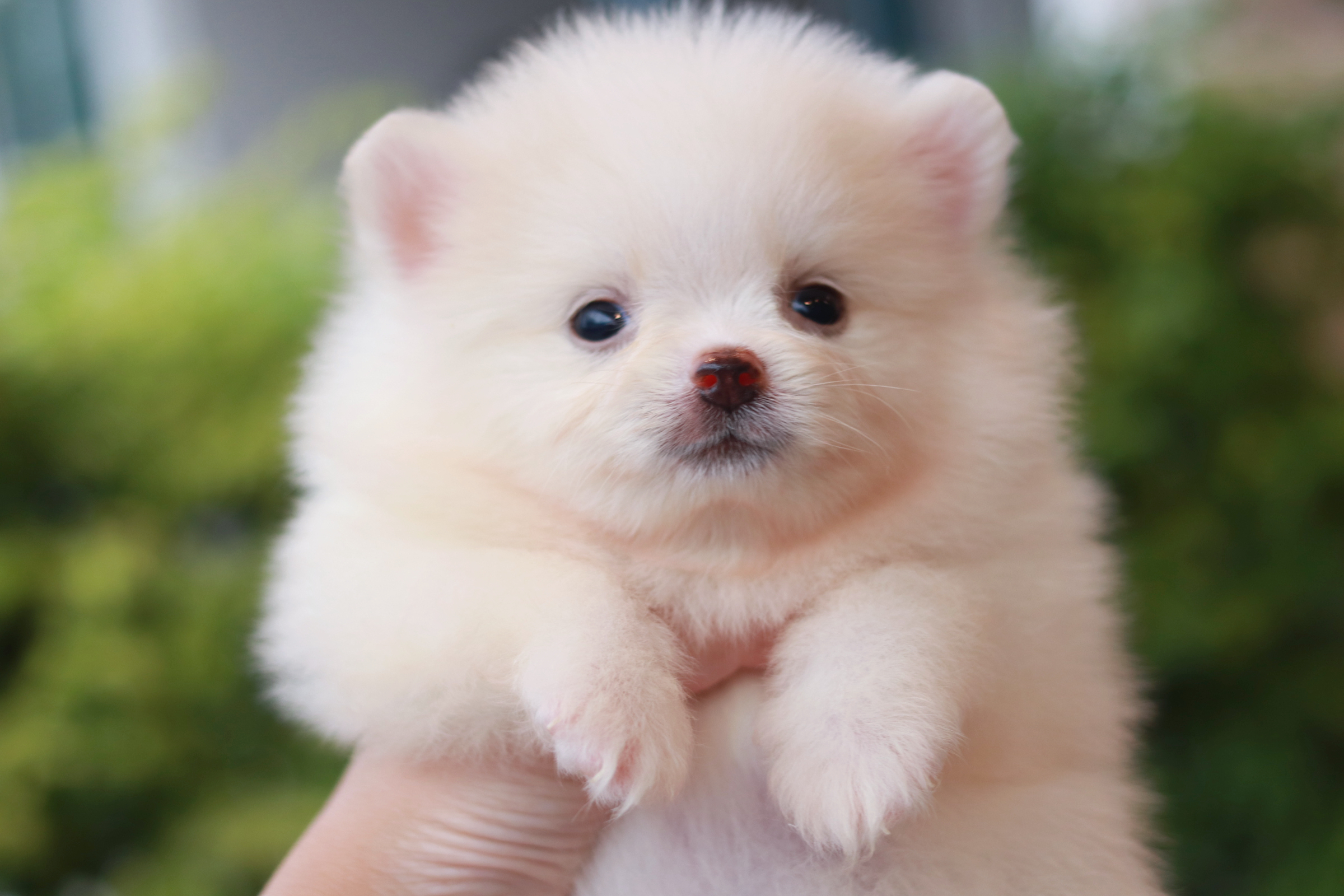 ปอมเมอเรเนียน เพศผู้ หน้าฟ็อก