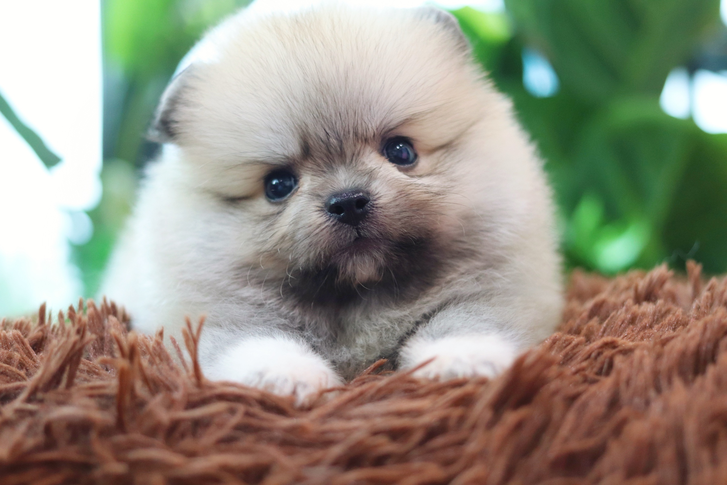 ปอมเมอเรเนียน เพศผู้สีส้ม