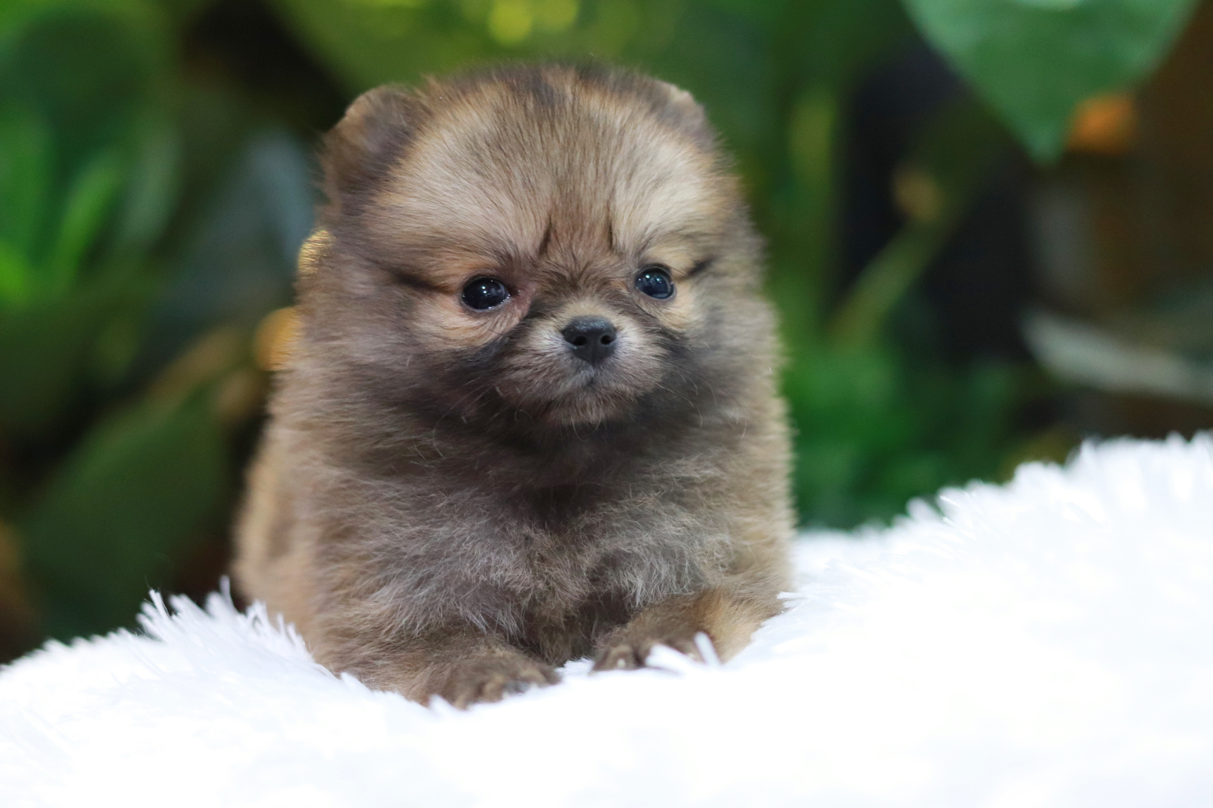 ปอมเมอเรเนียน เพศเมีย