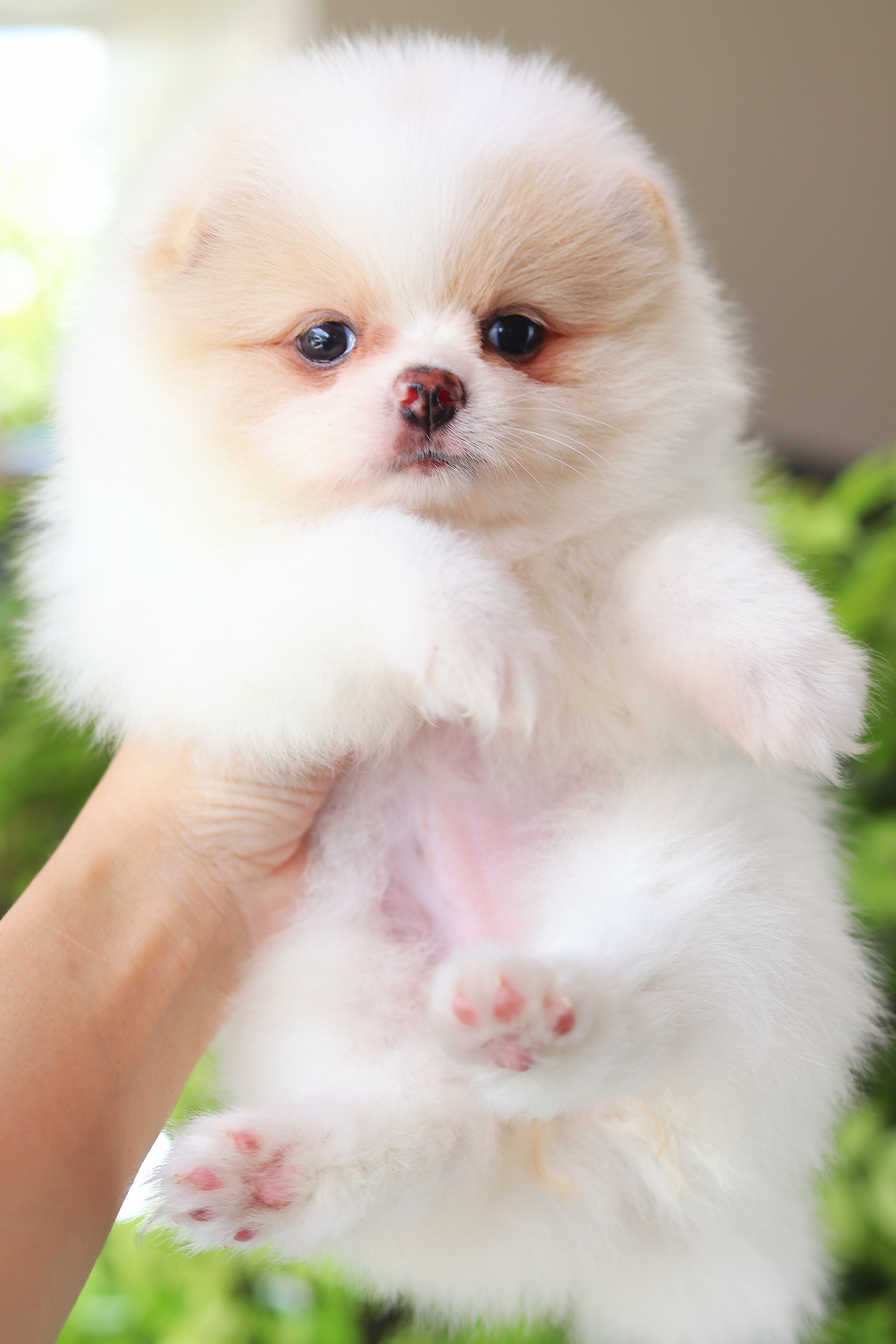 ปอมเมอเรเนียน เพศเมียสีขาวครีม