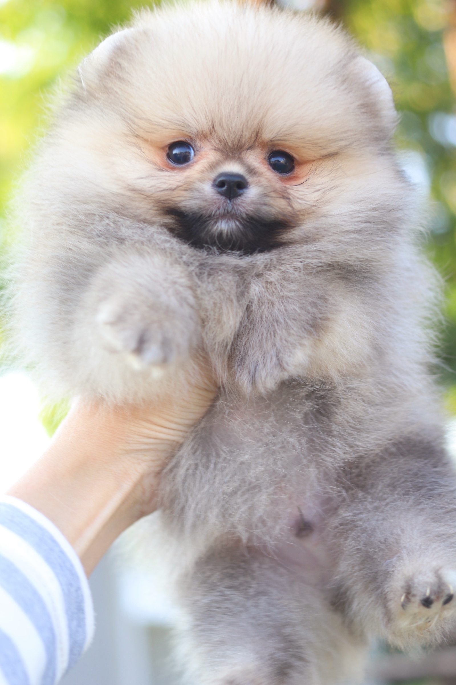 ปอมเมอเรเนียน เพศผู้ สีส้ม เกรดโชว์