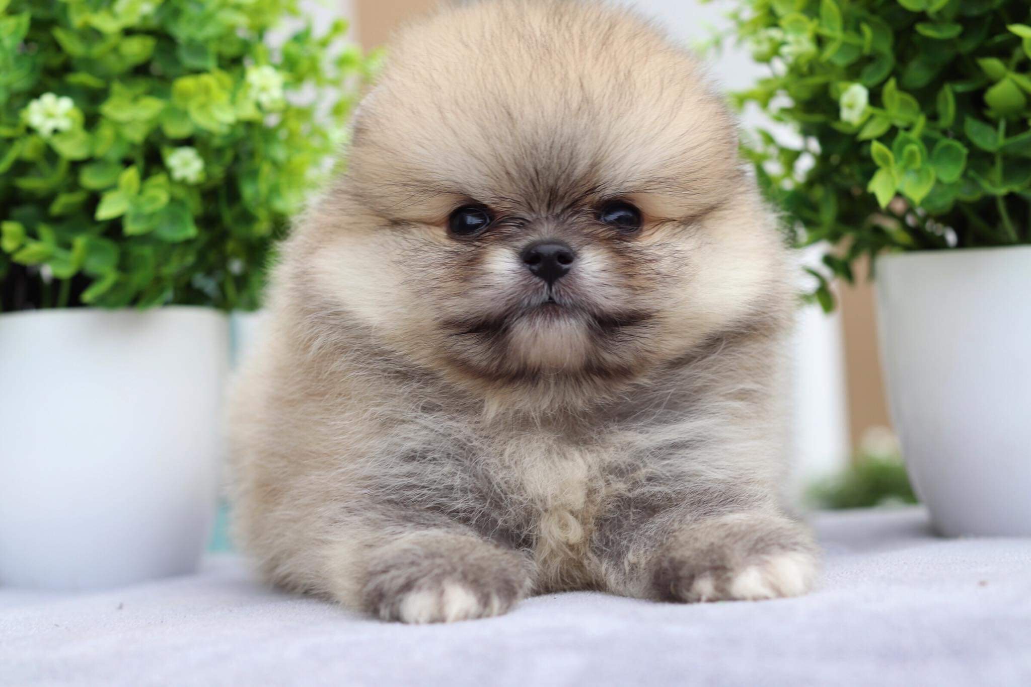 ปอมเมอเรเนียน เพศผู้