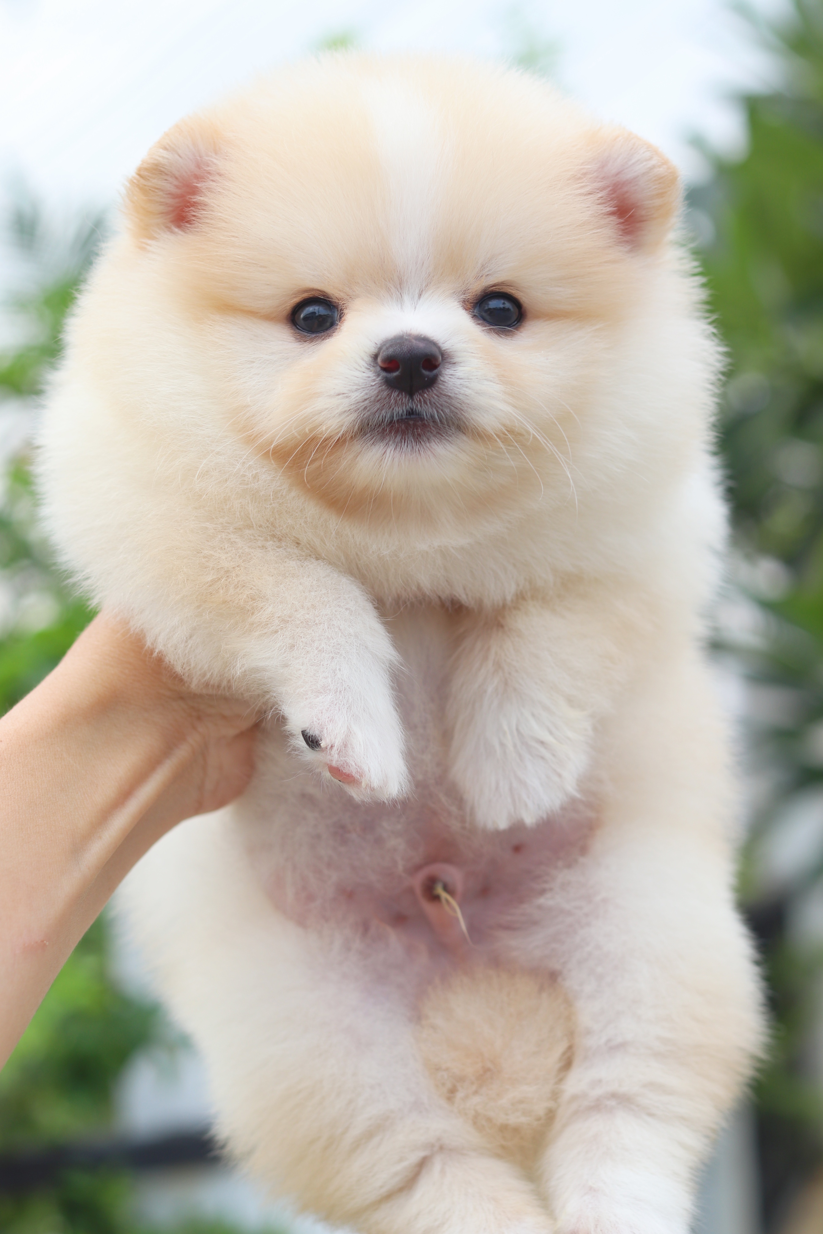 ปอมเมอเรเนียน เพศผู้ สีครีม