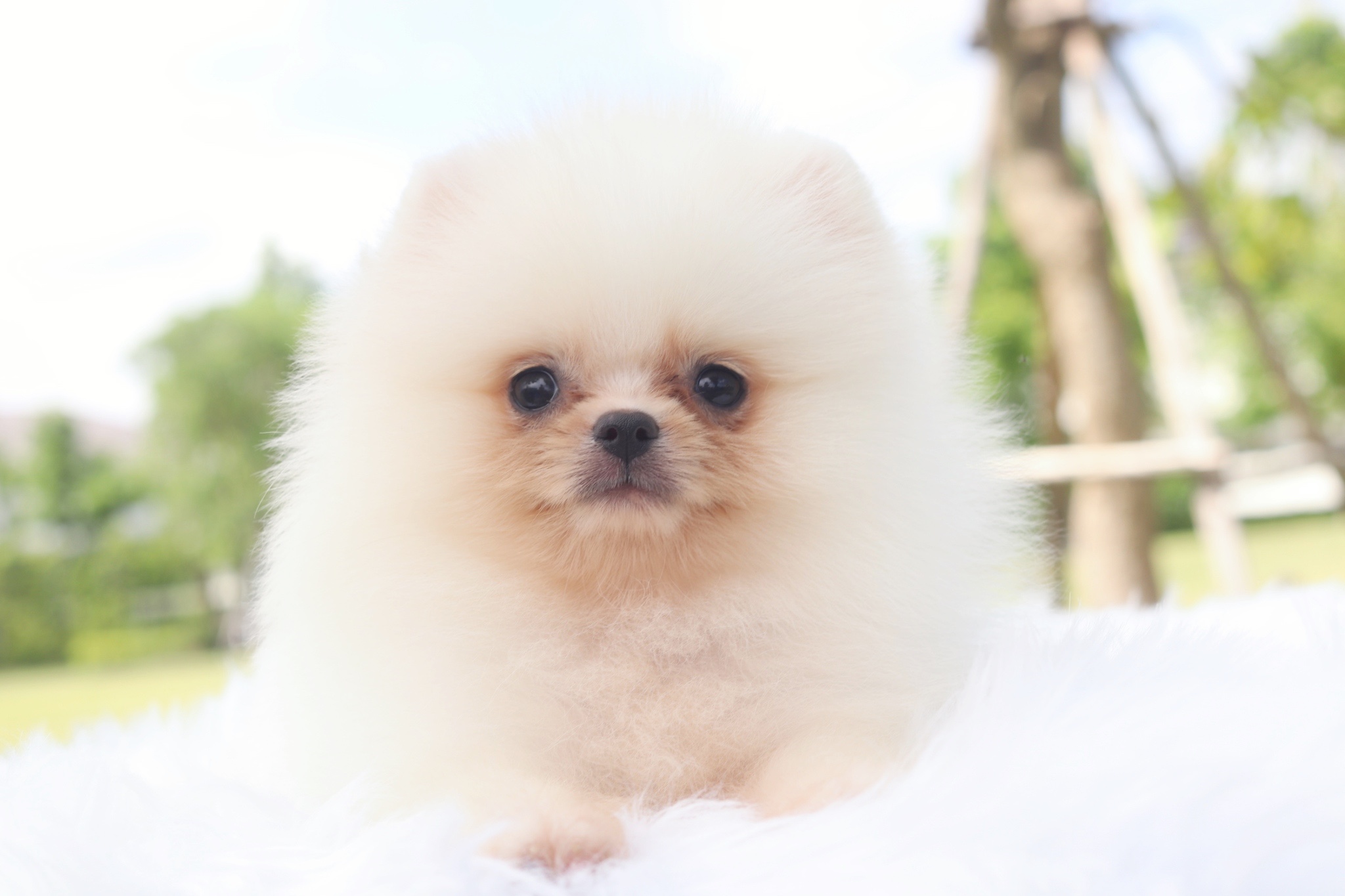 ปอมเมอเรเนียน เพศผู้สีขาวครีม