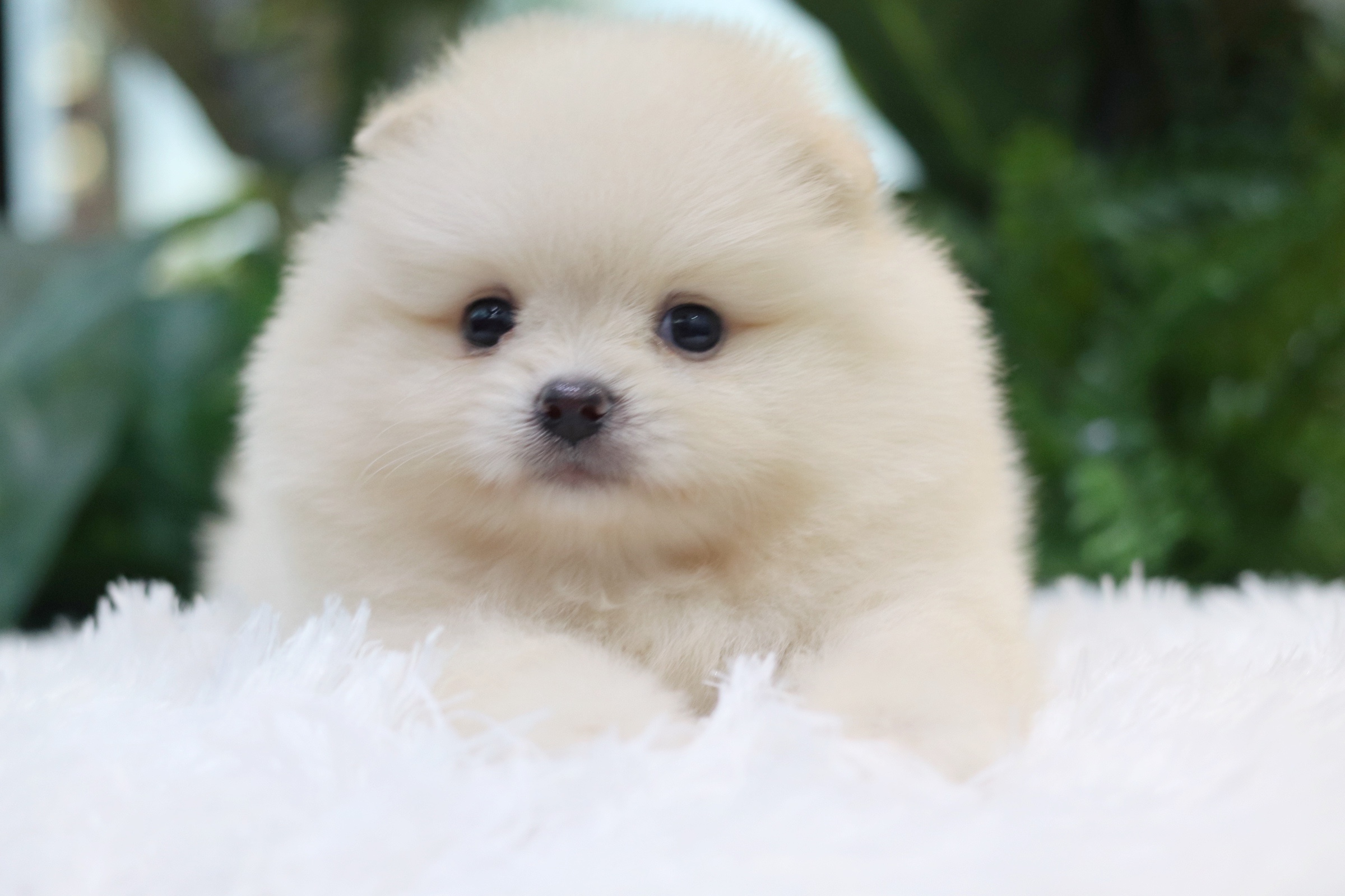 ปอมเมอเรเนียน เพศผู้สีครีม