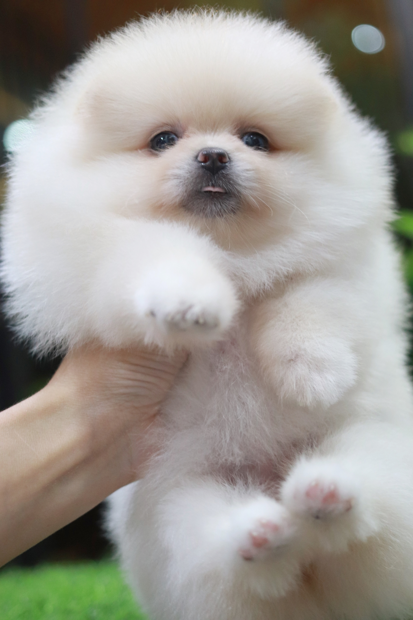 ปอมเมอเรเนียน เพศเมียสีขาวครีม ขนแน่นขาใหญ่ๆ