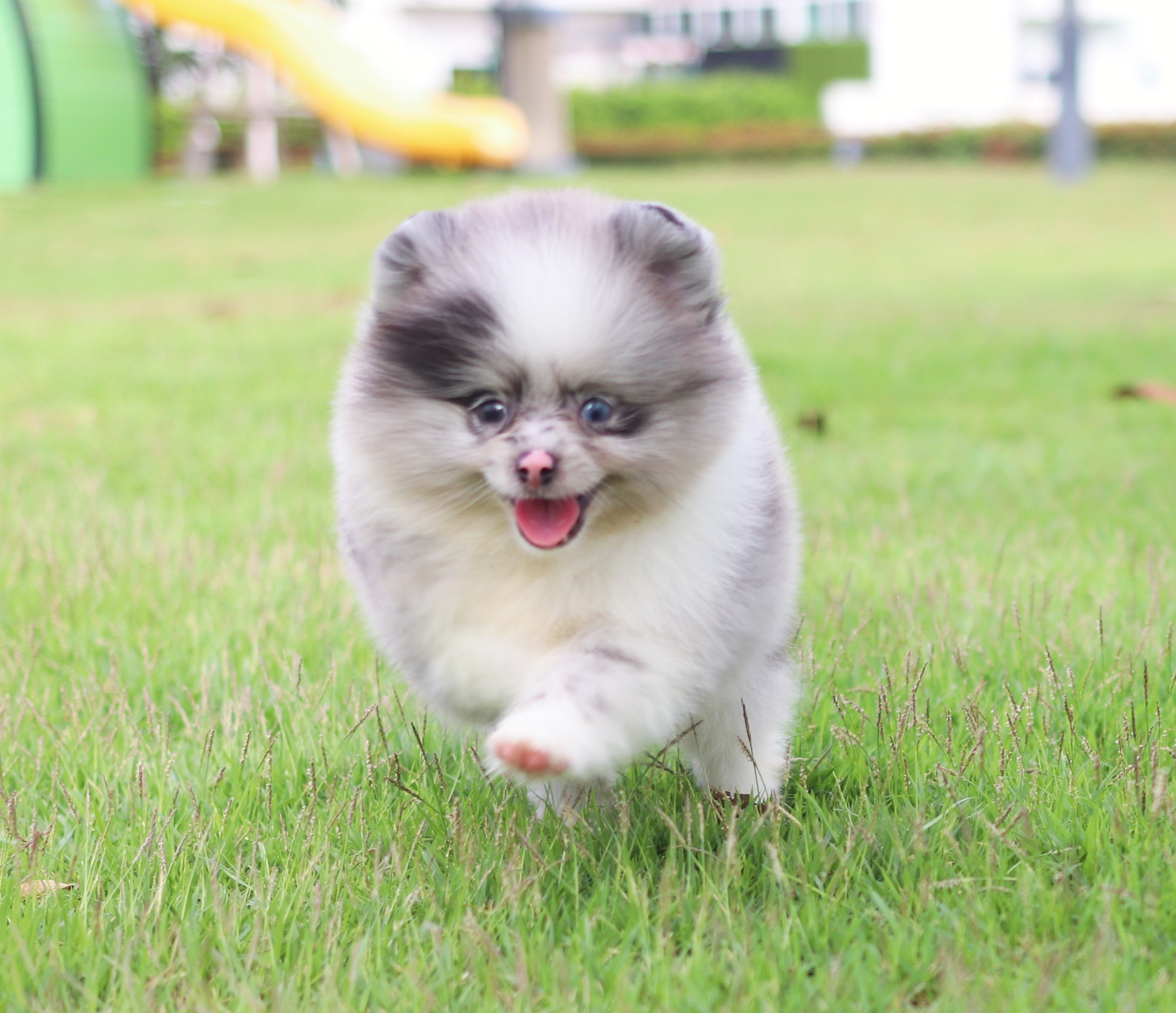 ปอมเมอเรเนียน เพศผู้สีแฟนซีบลูเมอร์เร่ตาสีฟ้า