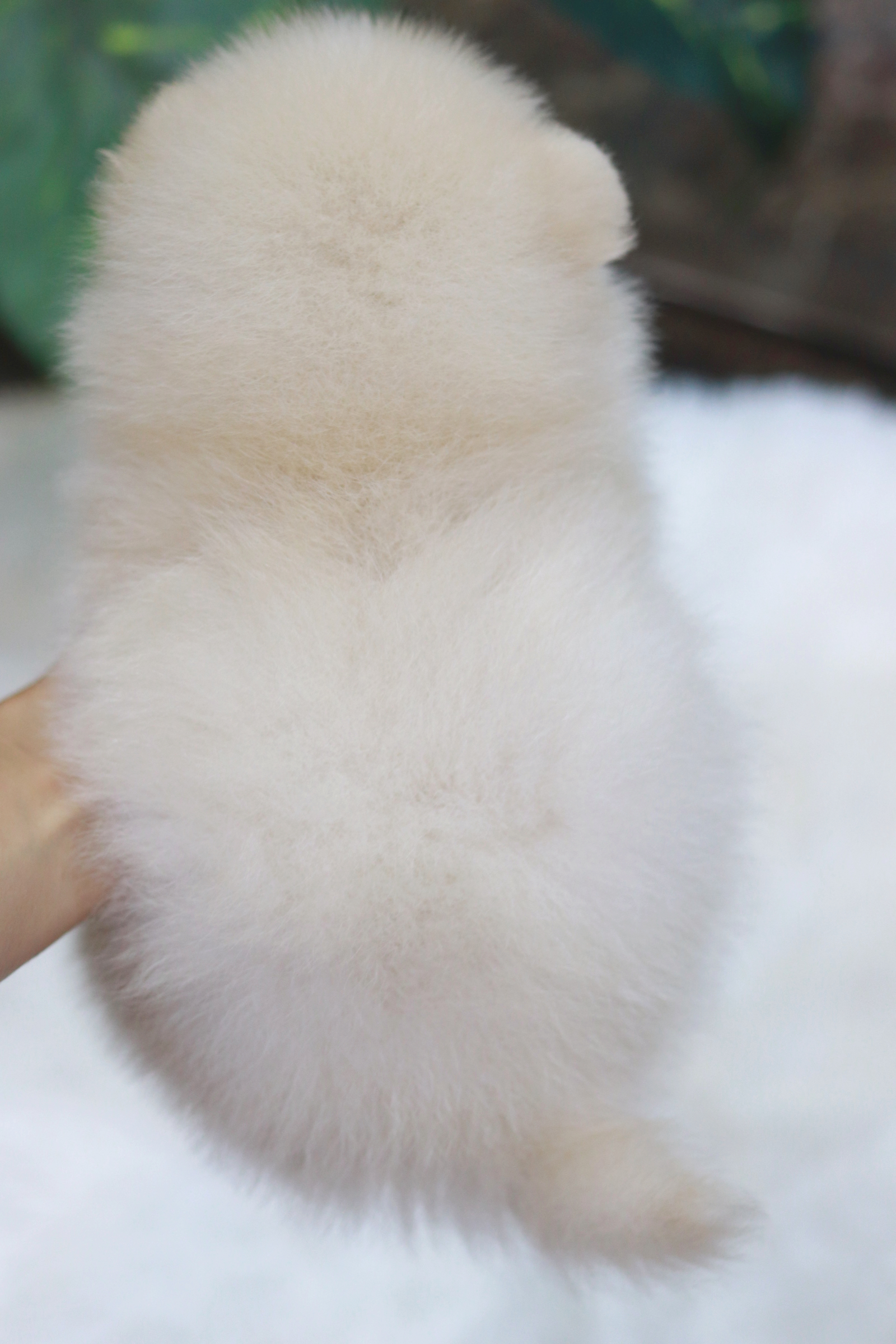 ปอมเมอเรเนียน เพศผู้ เกรดเลี้ยงเล่นหน้าฟ็อก ขาวครีม