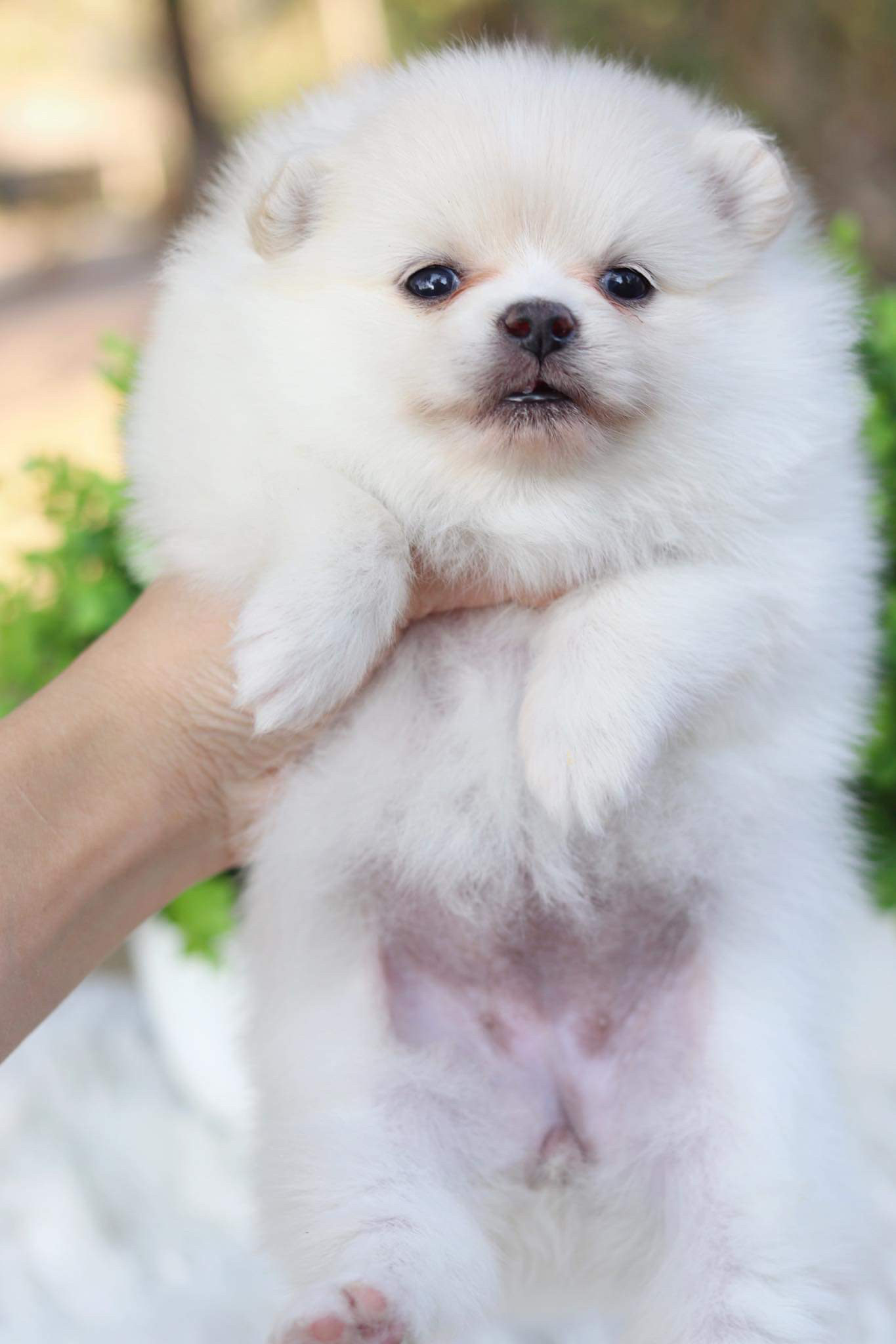 ปอมเมอเรเนียน เพศเมีย