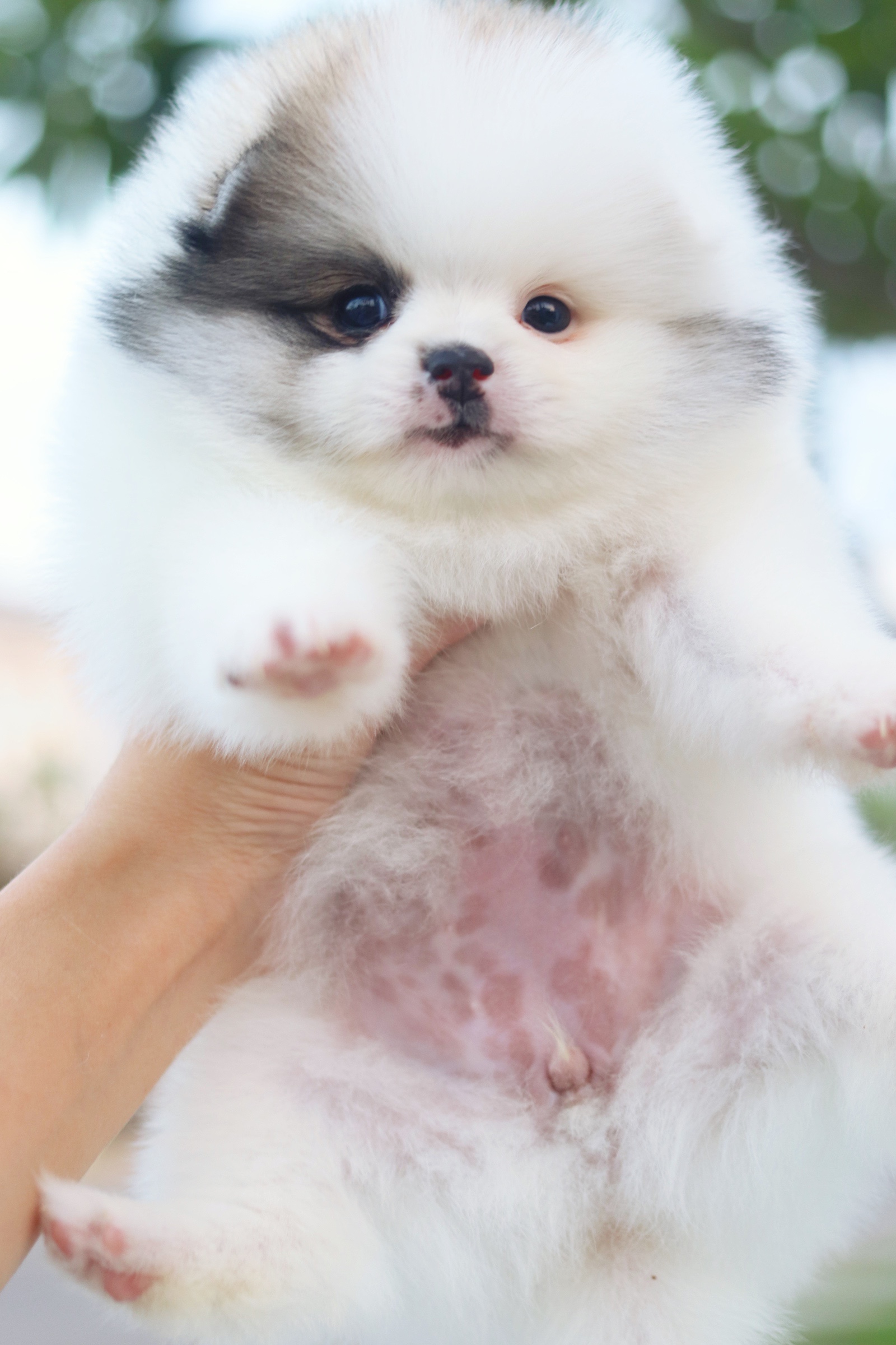 ปอมเมอเรเนียน เพศเมียสีแฟนซี