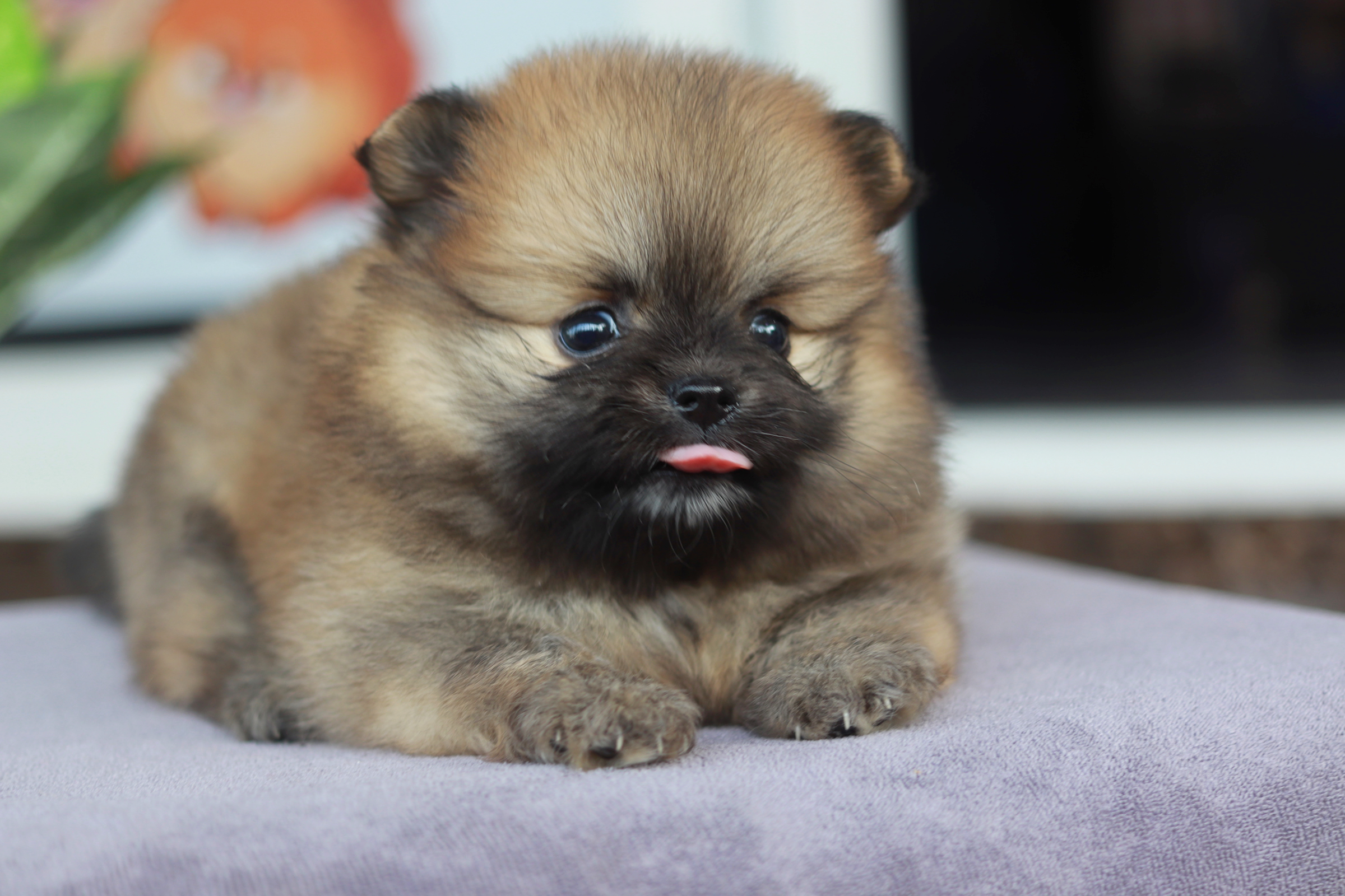 ปอมเมอเรเนียน เพศเมีย