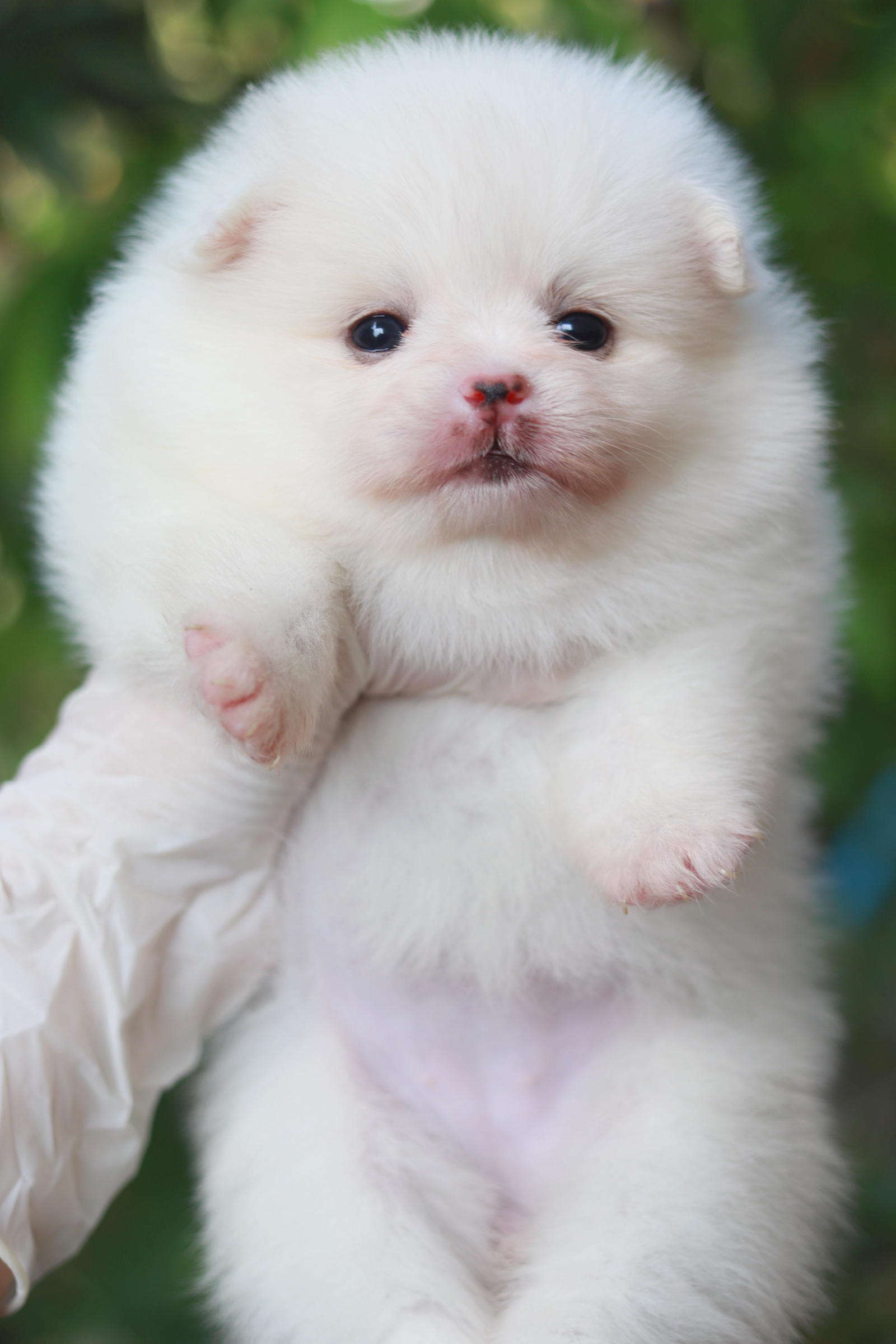 ปอมเมอเรเนียน เพศเมียขาว