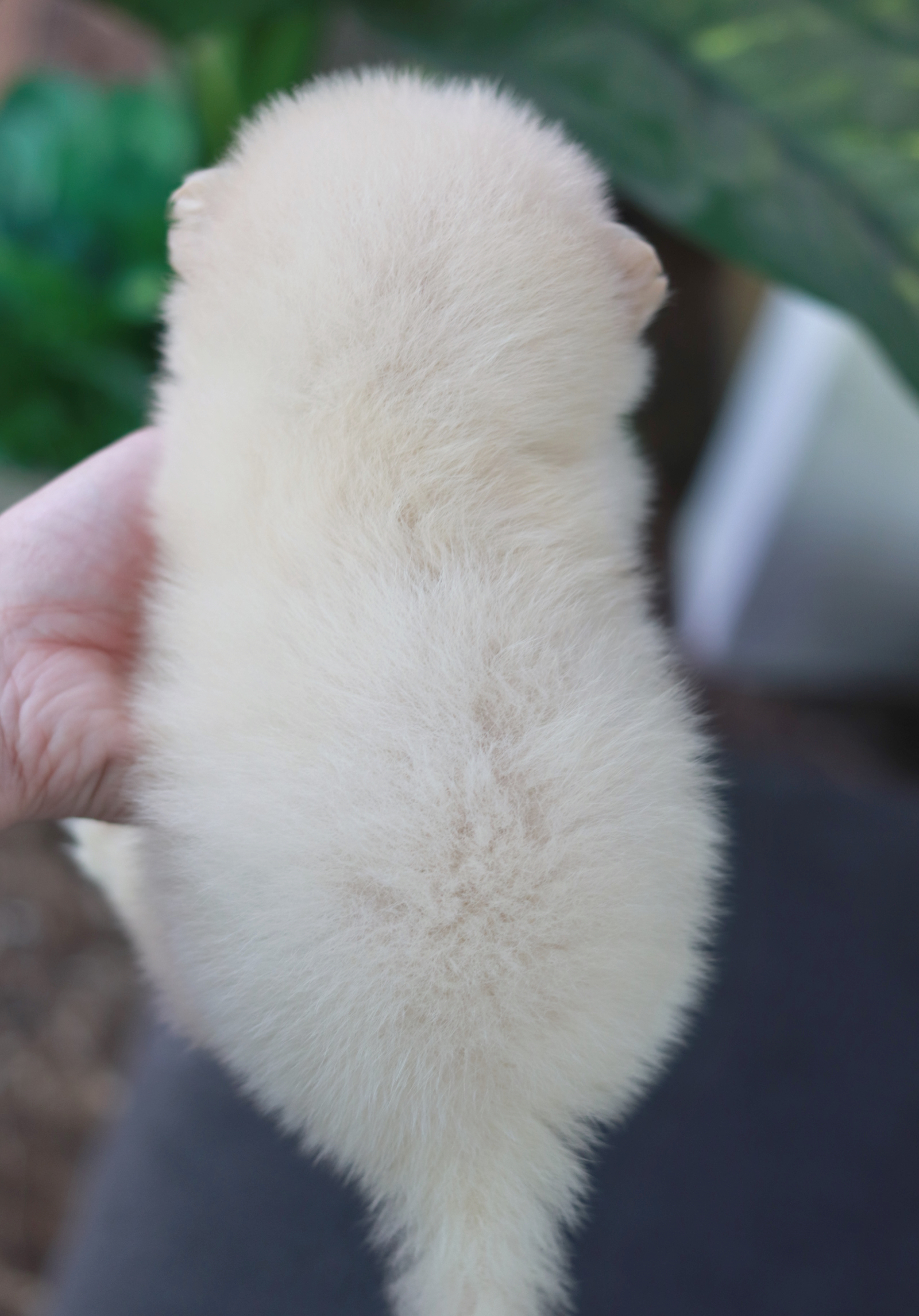 ปอมเมอเรเนียน เพศเมีย