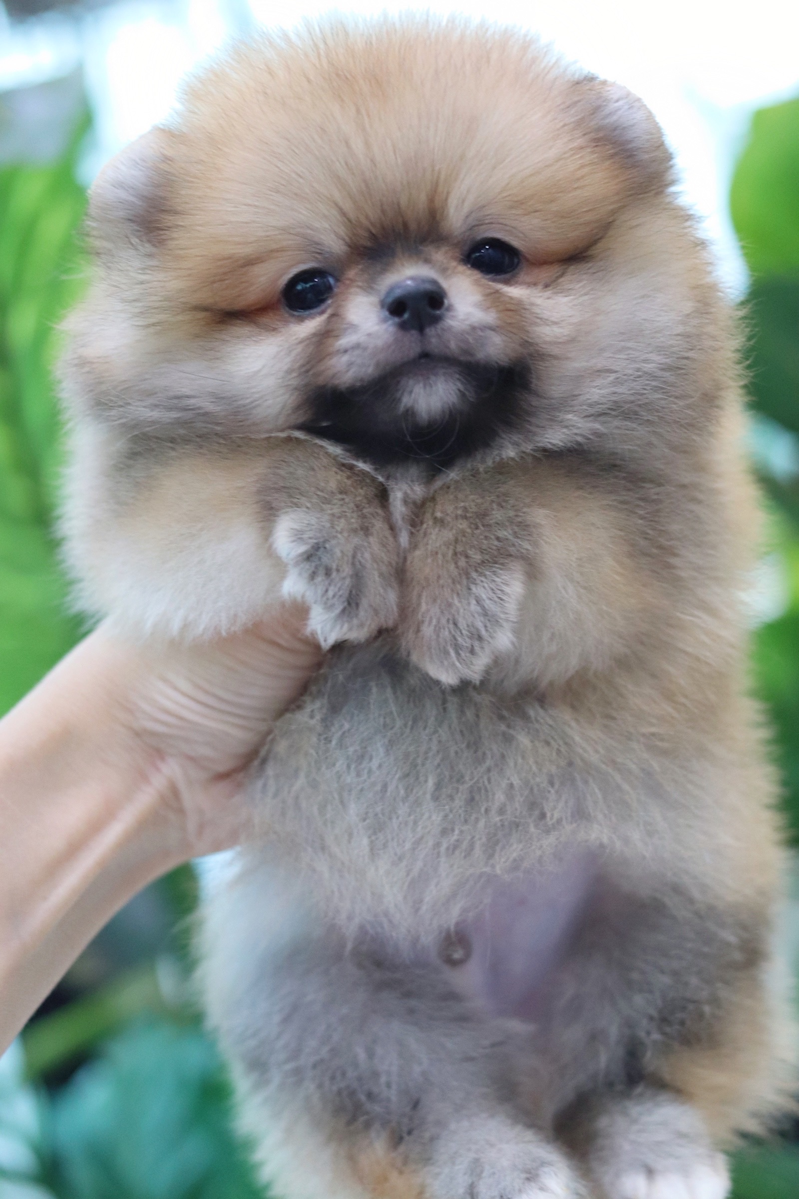 ปอมเมอเรเนียน เพศผู้ สีส้ม