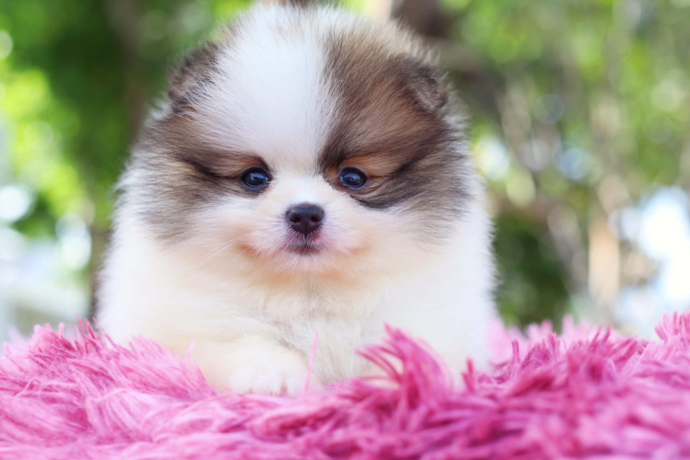 ปอมเมอเรเนียน เพศเมีย สีแฟนซี