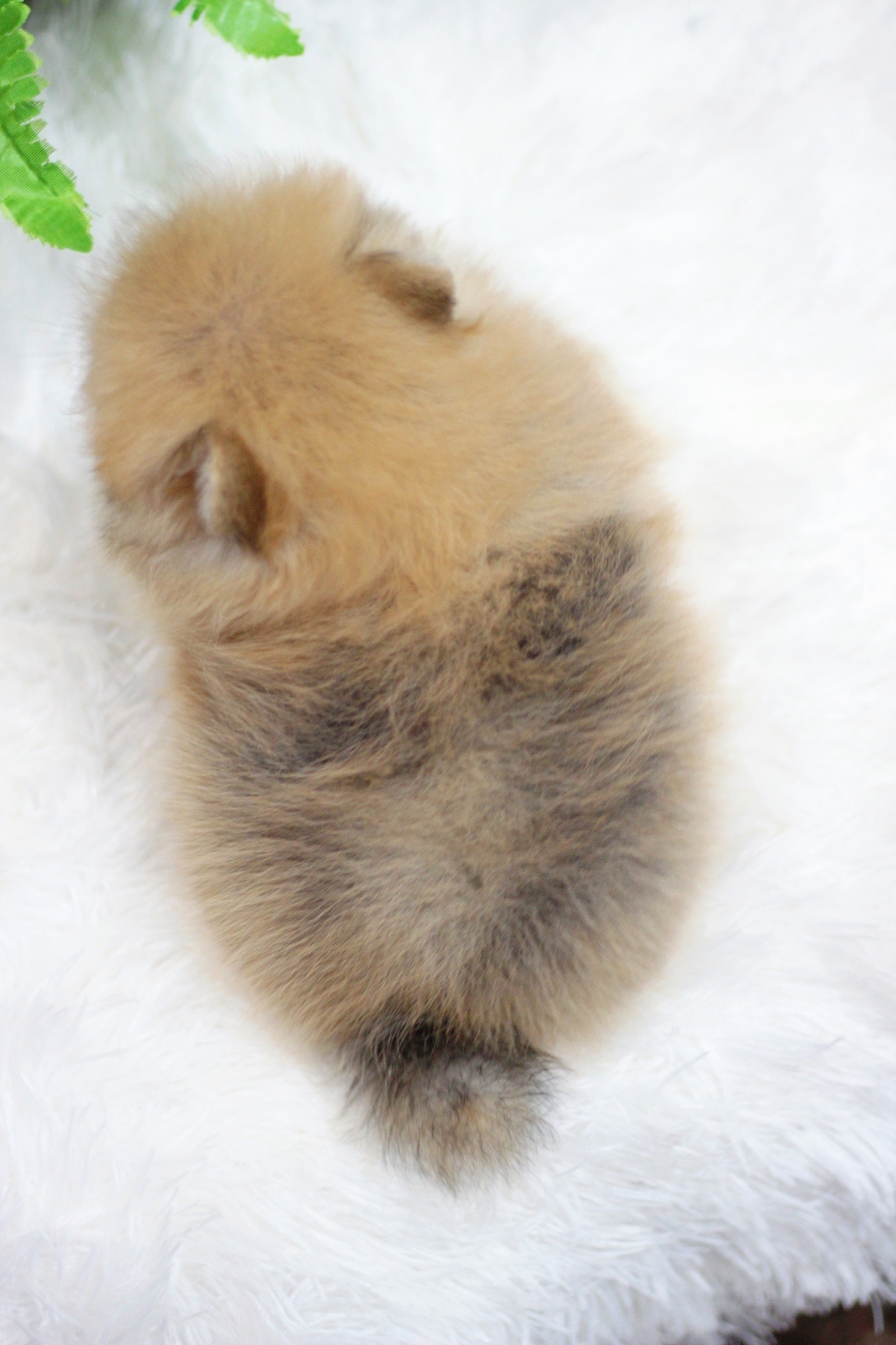 ปอมเมอเรเนียน เพศผู้สีส้ม