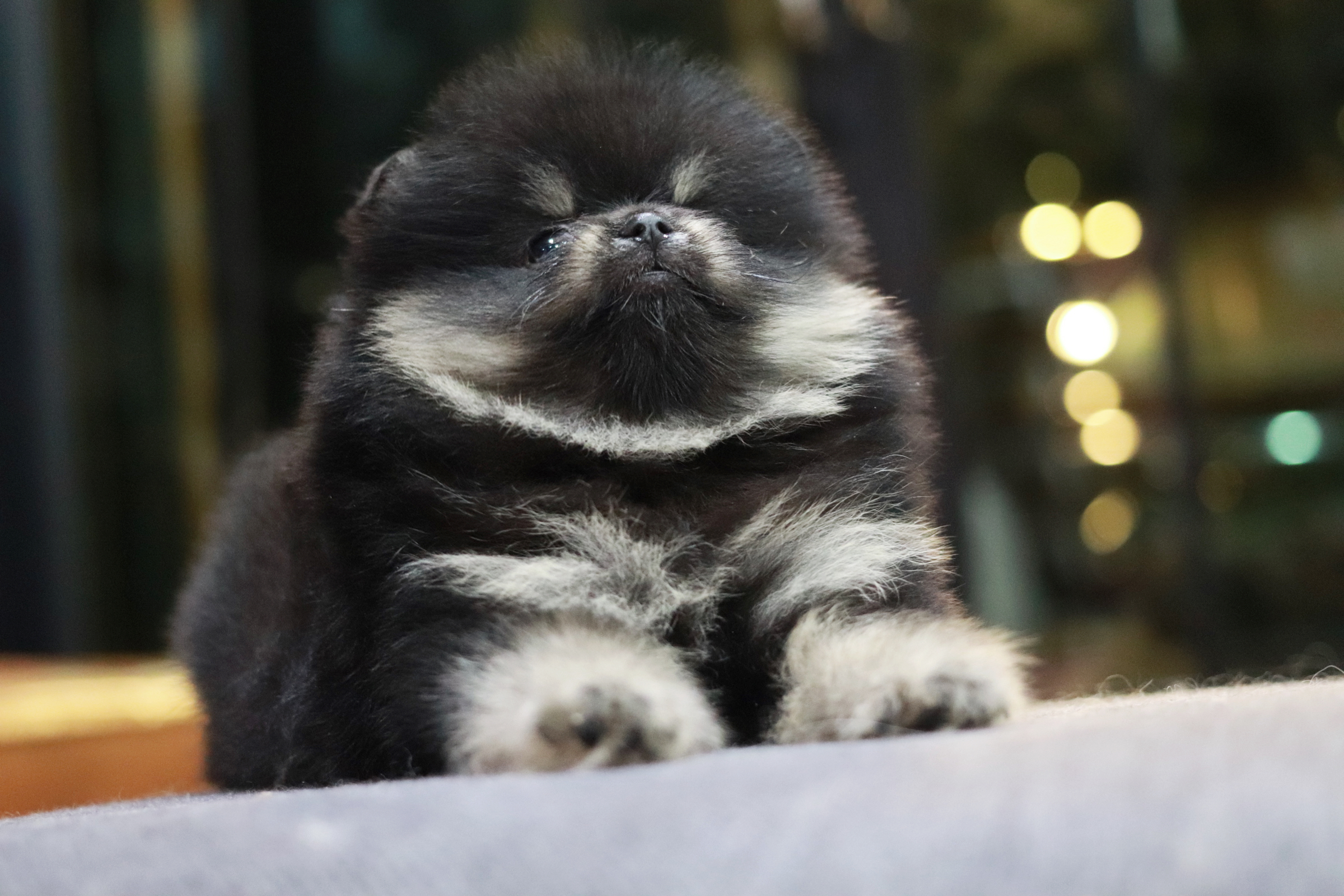 ปอมเมอเรเนียน เพศผู้ แบล็คแทน