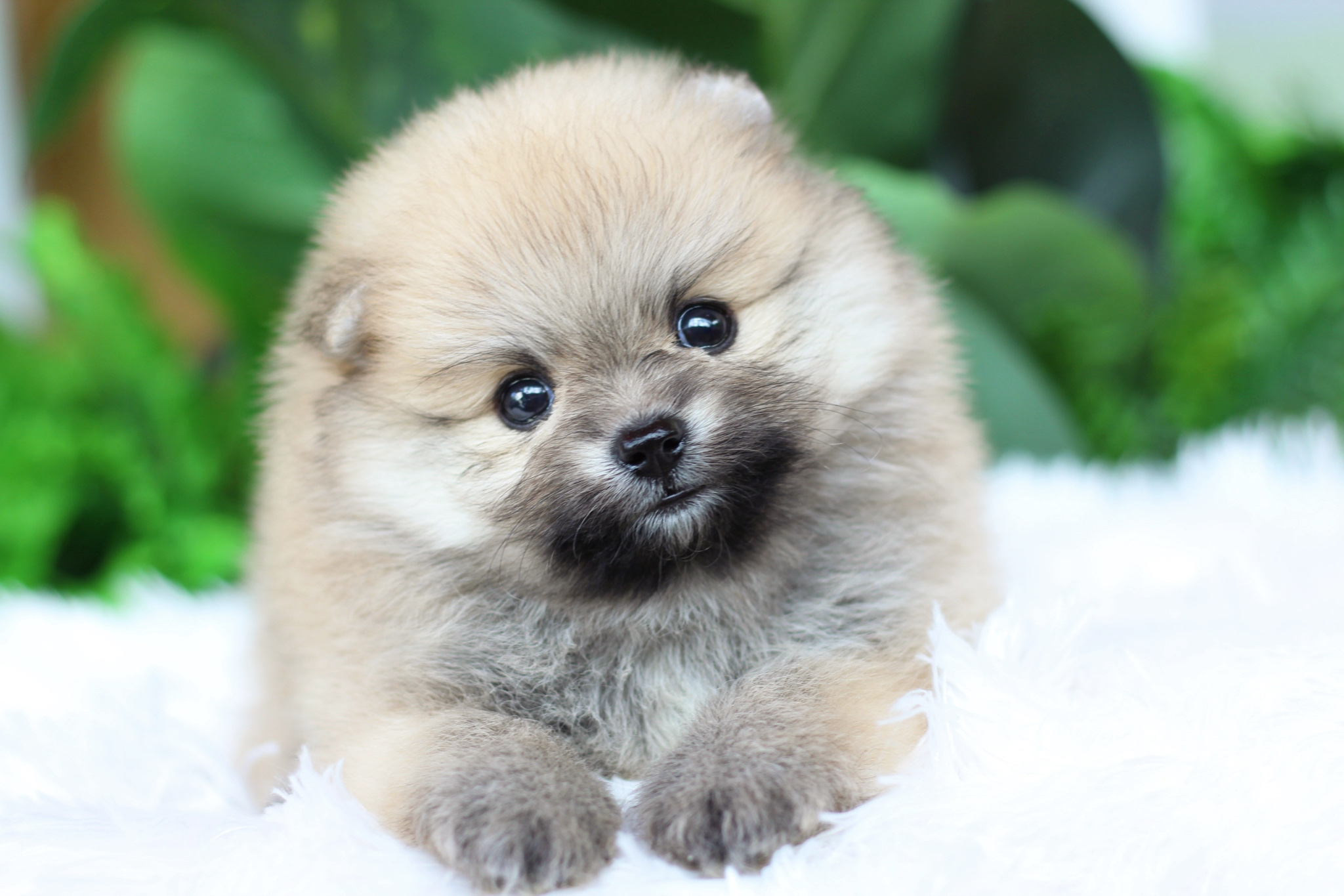 ปอมเมอเรเนียน เพศผู้ สีส้ม