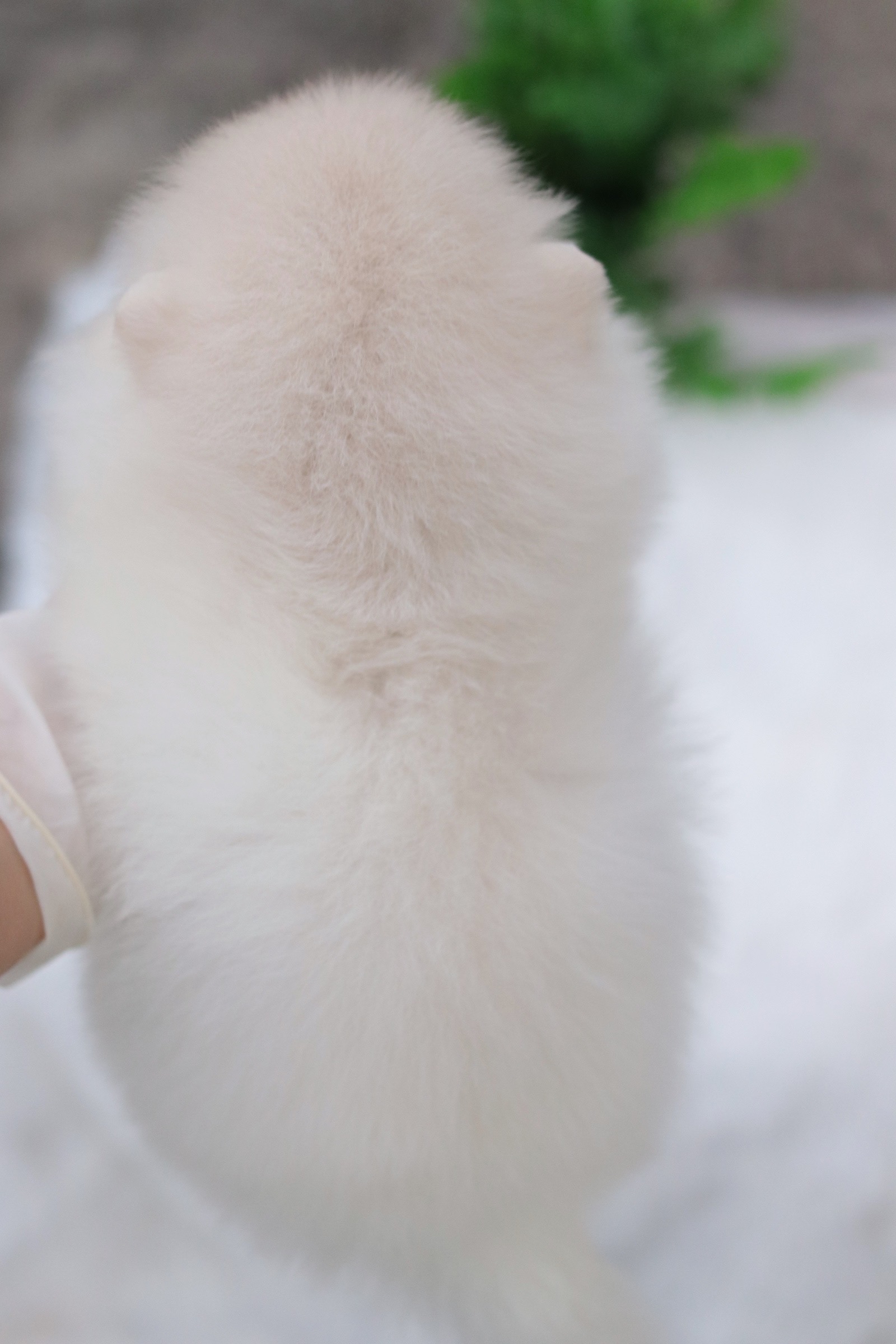 ปอมเมอเรเนียน เพศผู้ สีขาวครีม