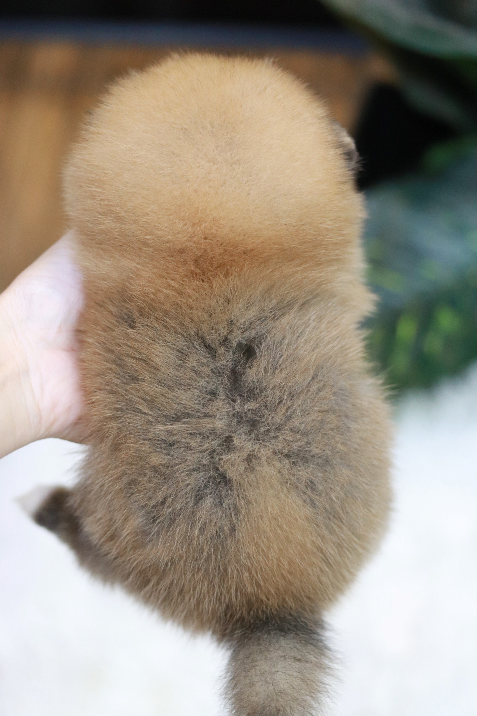 ปอมเมอเรเนียน เพศเมีย