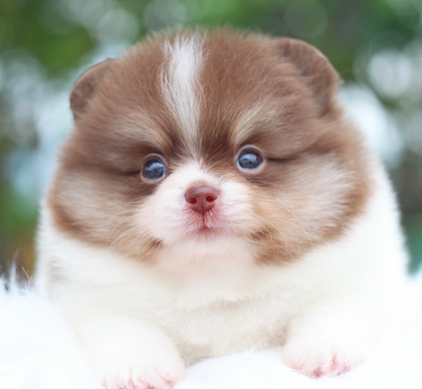 ปอมเมอเรเนียน เพศผู้แฟนซี&ช็อคแทน